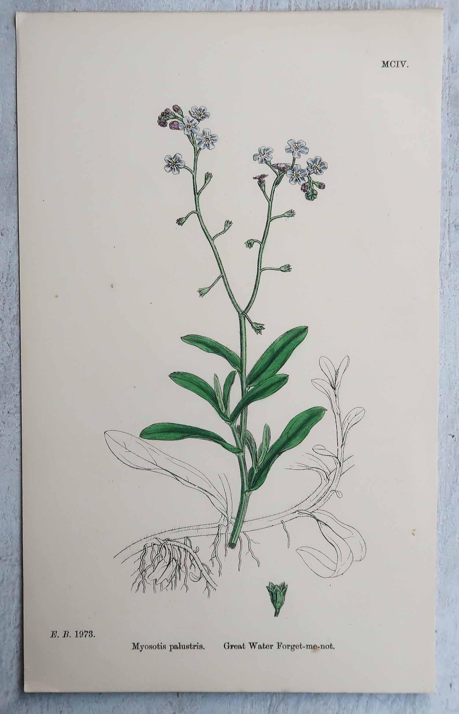 Primo vittoriano Set di 16 stampe botaniche originali antiche, circa 1850 in vendita
