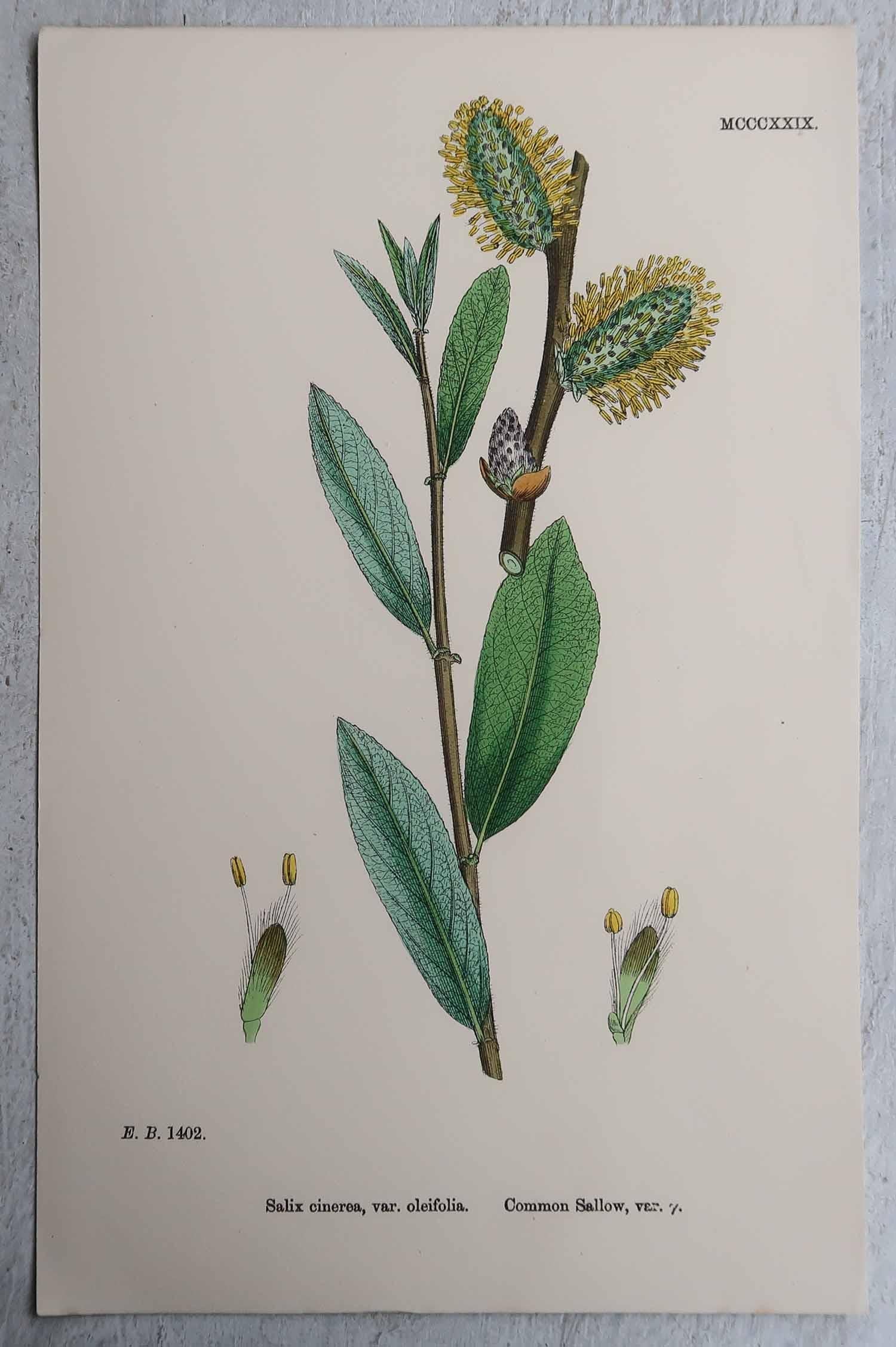 Early Victorian Set of 16 Original Antique Botanical Prints, circa 1850 For Sale