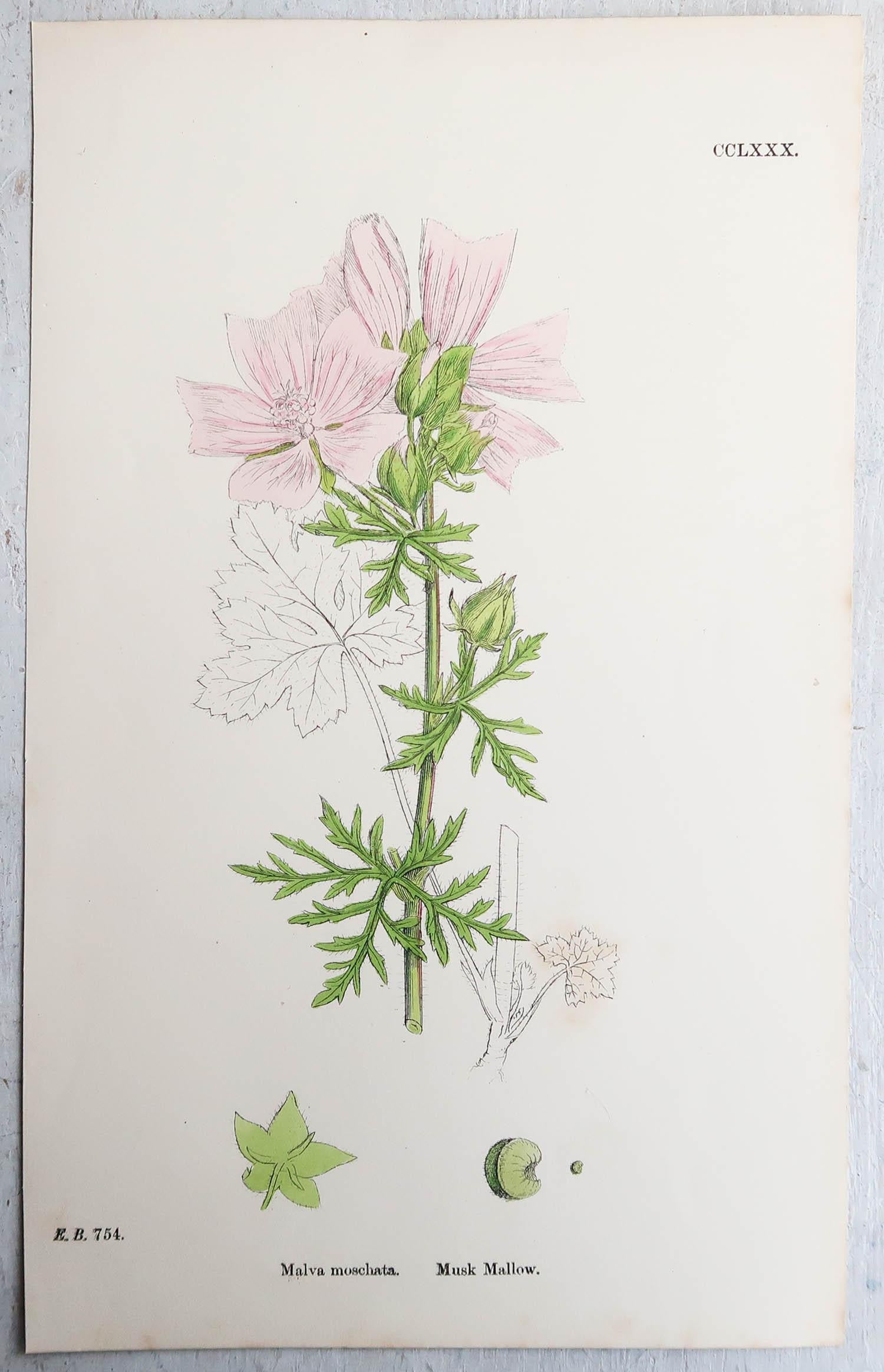Anglais Ensemble de 16 estampes botaniques originales d'antiquités, vers 1850