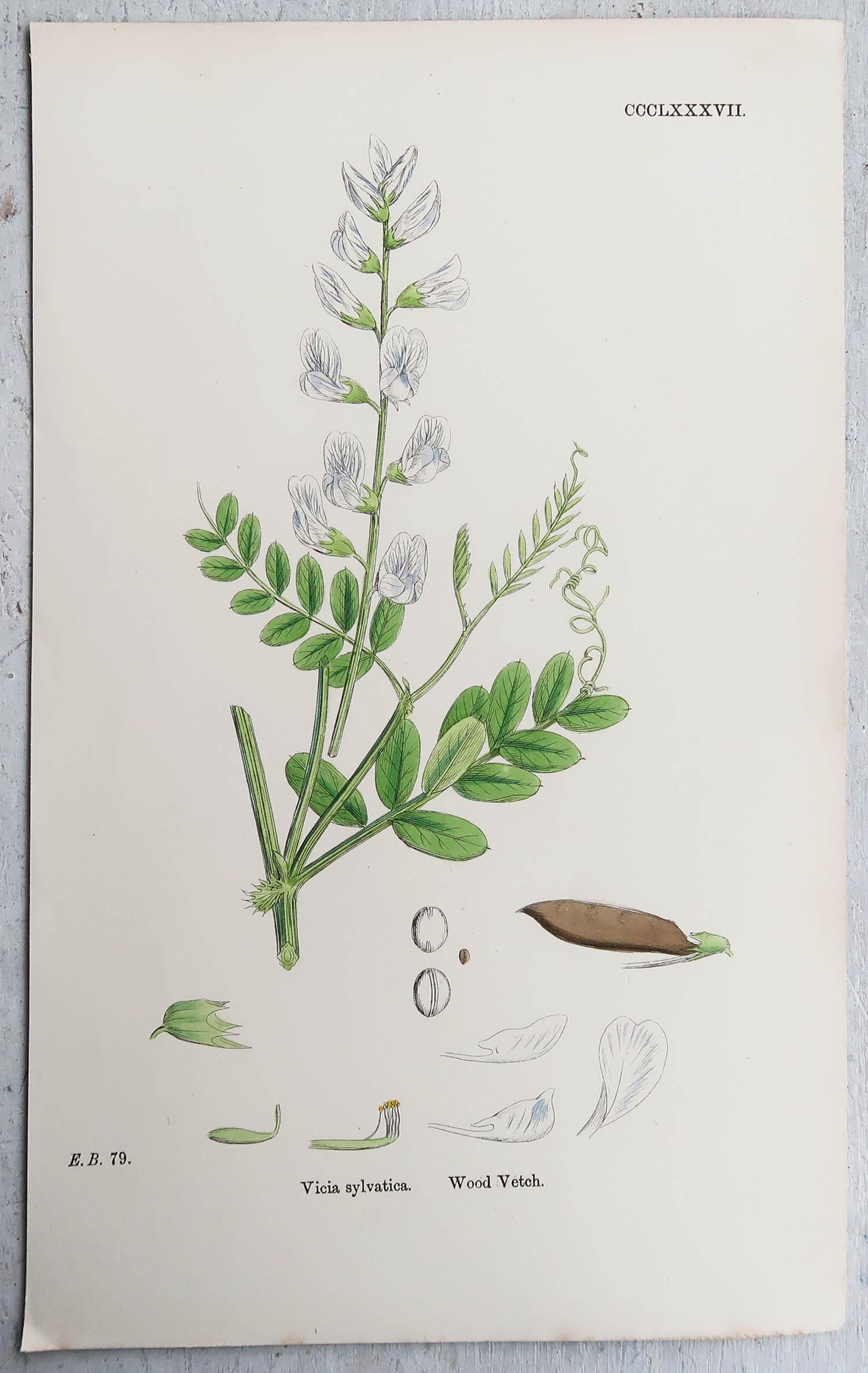 English Set of 16 Original Antique Botanical Prints, circa 1850