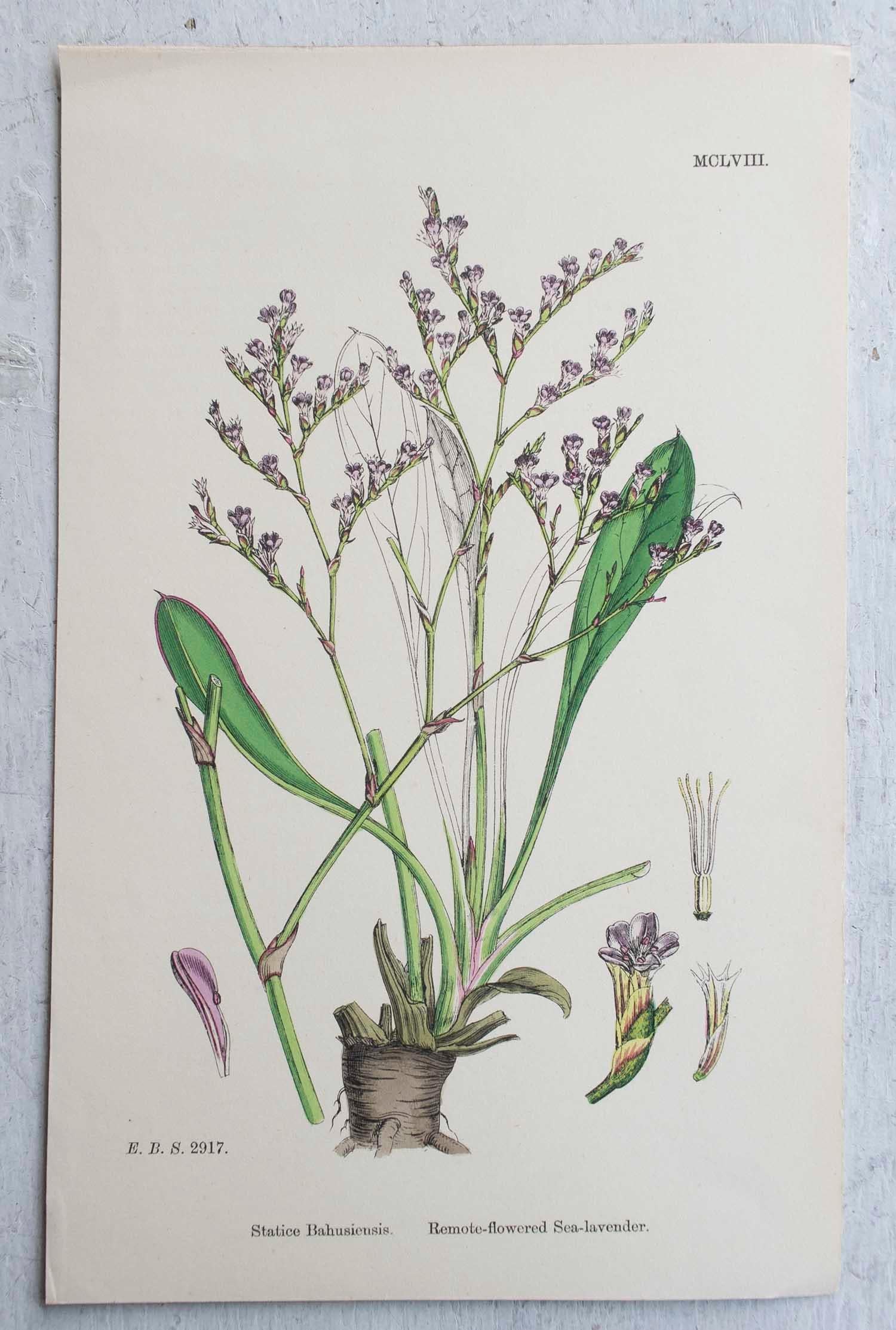 English Set of 16 Original Antique Botanical Prints, circa 1850