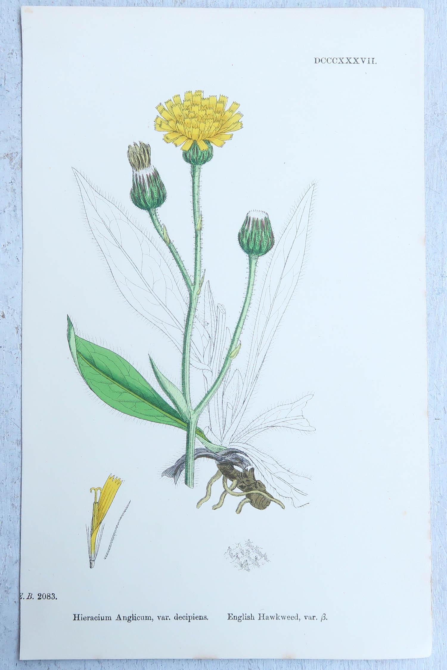 English Set of 16 Original Antique Botanical Prints, circa 1850