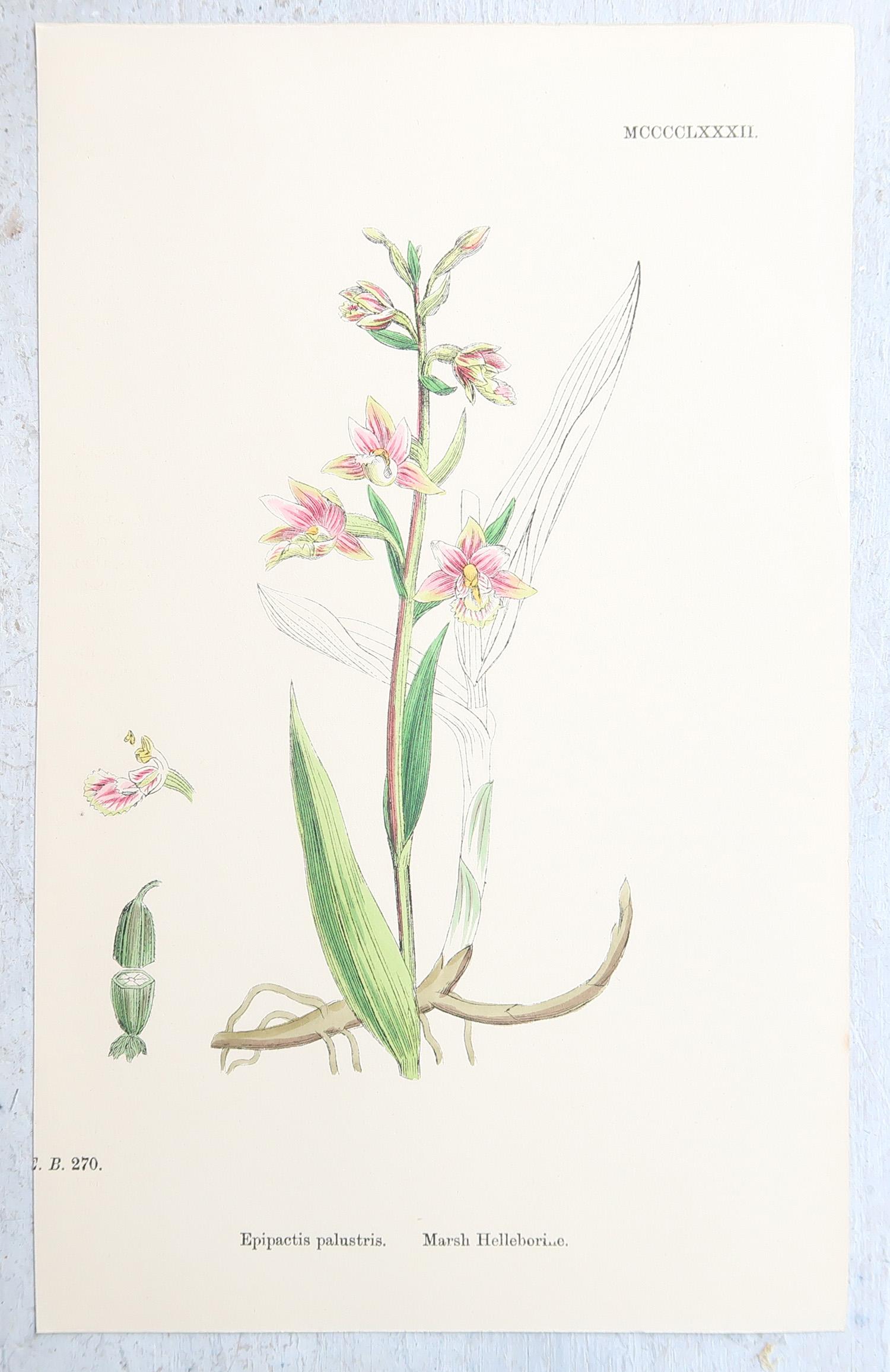 Set von 16 originalen antiken botanischen Drucken, um 1850 (Englisch) im Angebot