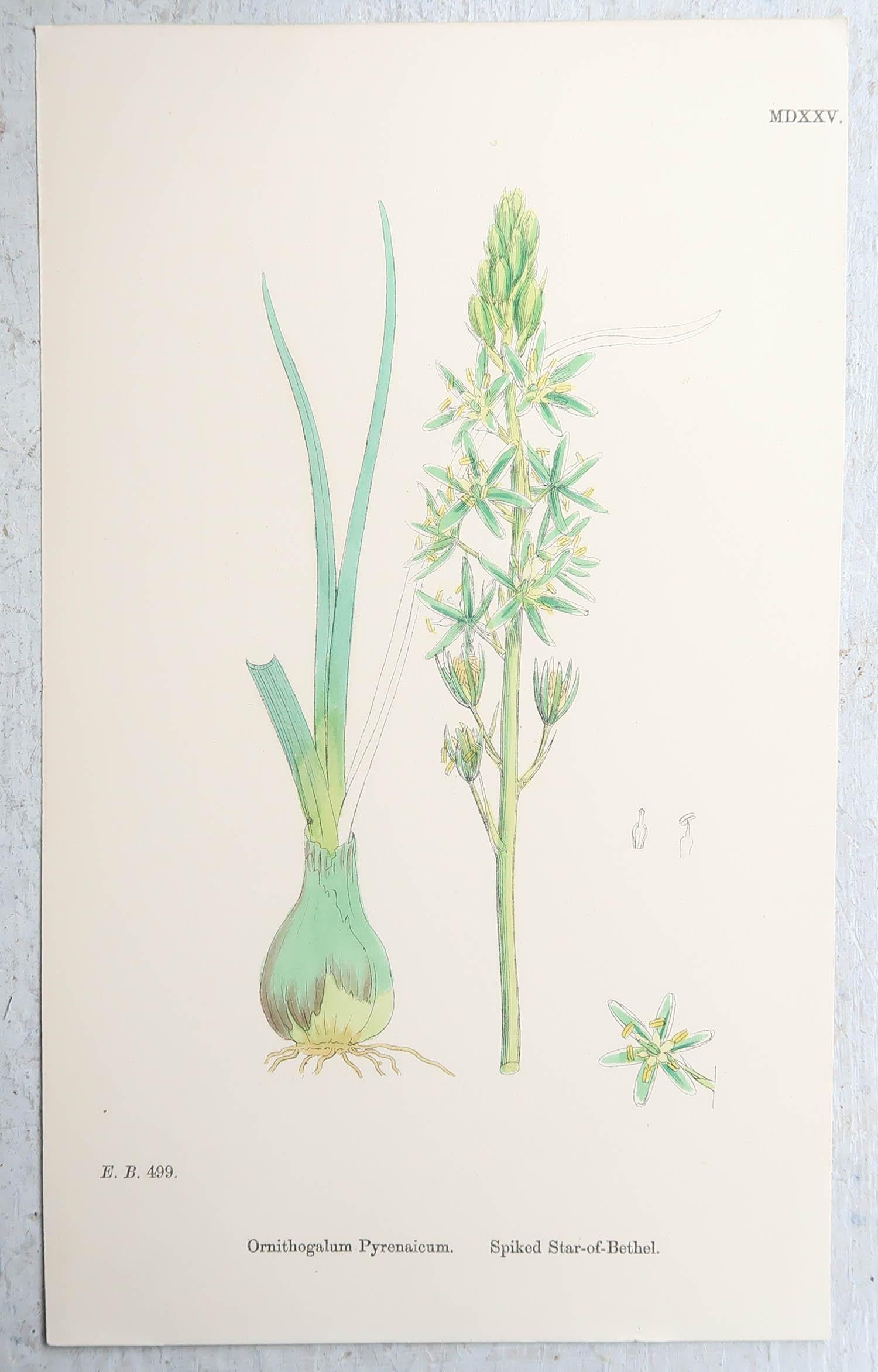 English Set of 16 Original Antique Botanical Prints, circa 1850 For Sale