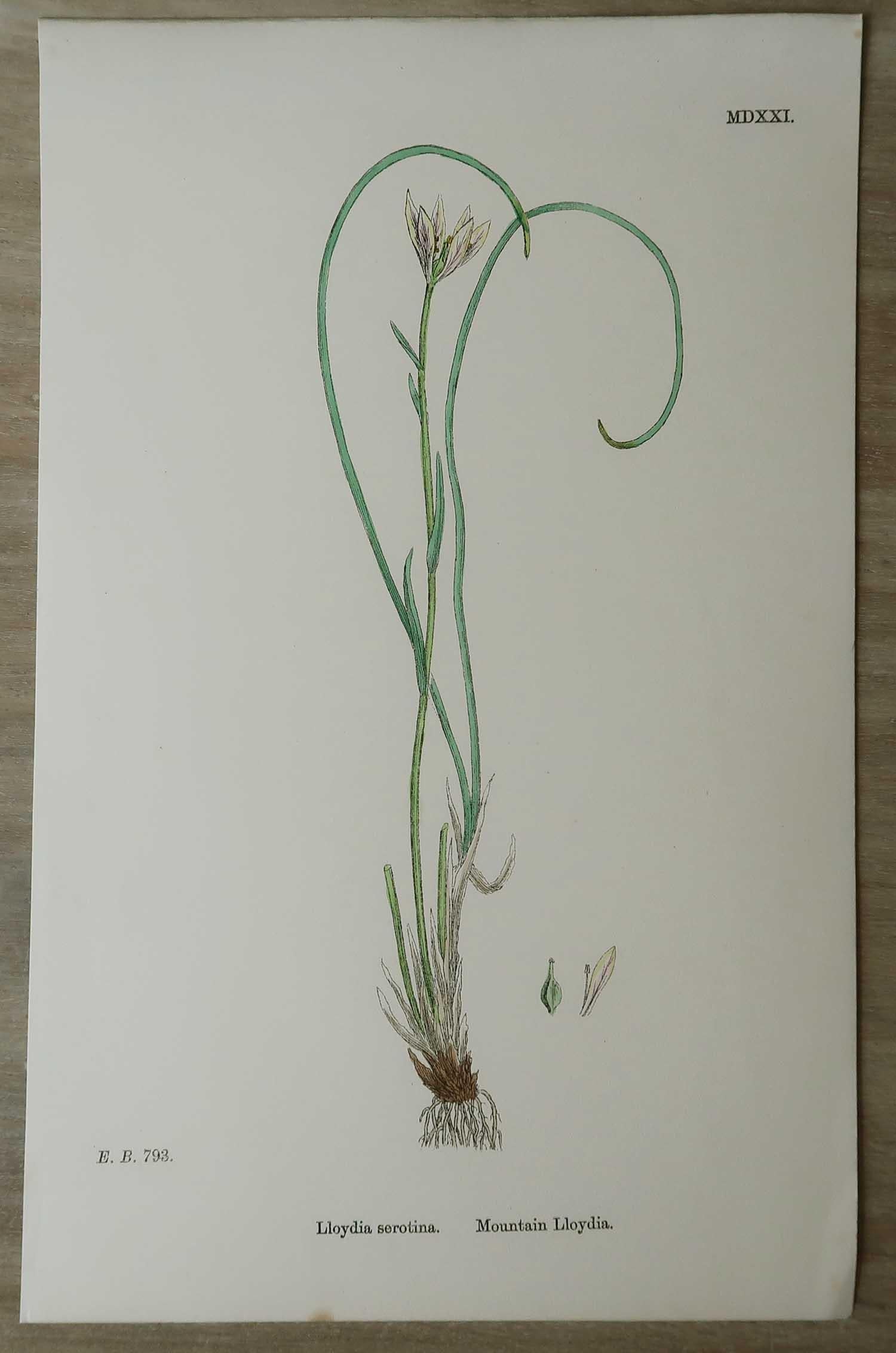 English Set of 16 Original Antique Botanical Prints, circa 1850 For Sale