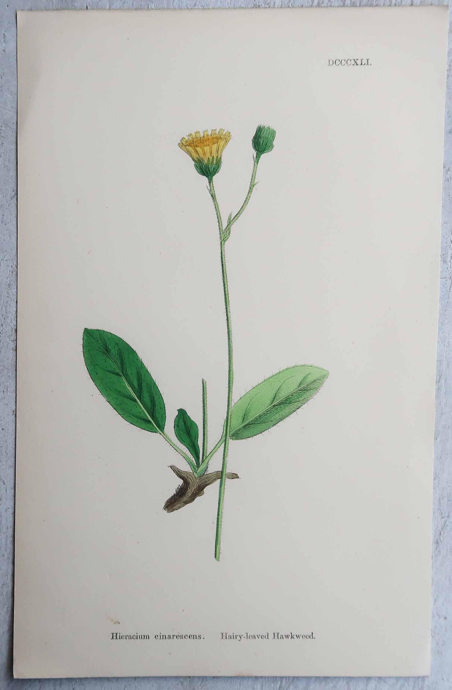 Inglese Set di 16 stampe botaniche originali antiche, circa 1850 in vendita