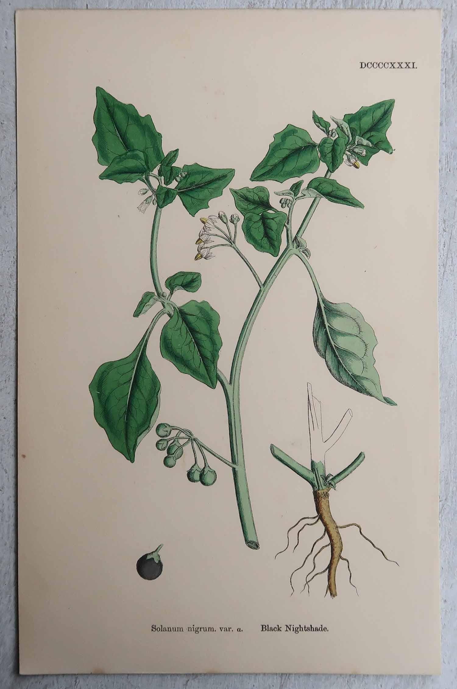 English Set of 16 Original Antique Botanical Prints, circa 1850 For Sale