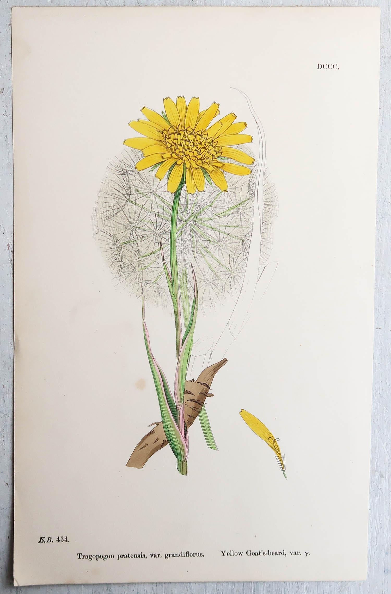 Other Set of 16 Original Antique Botanical Prints, Circa 1850