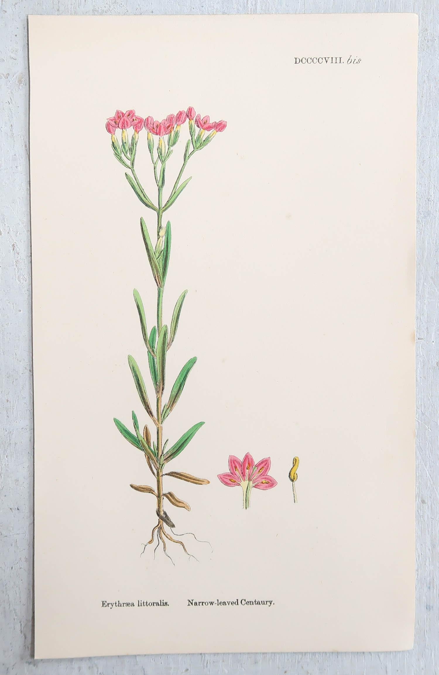 Other Set of 16 Original Antique Botanical Prints, circa 1850 For Sale