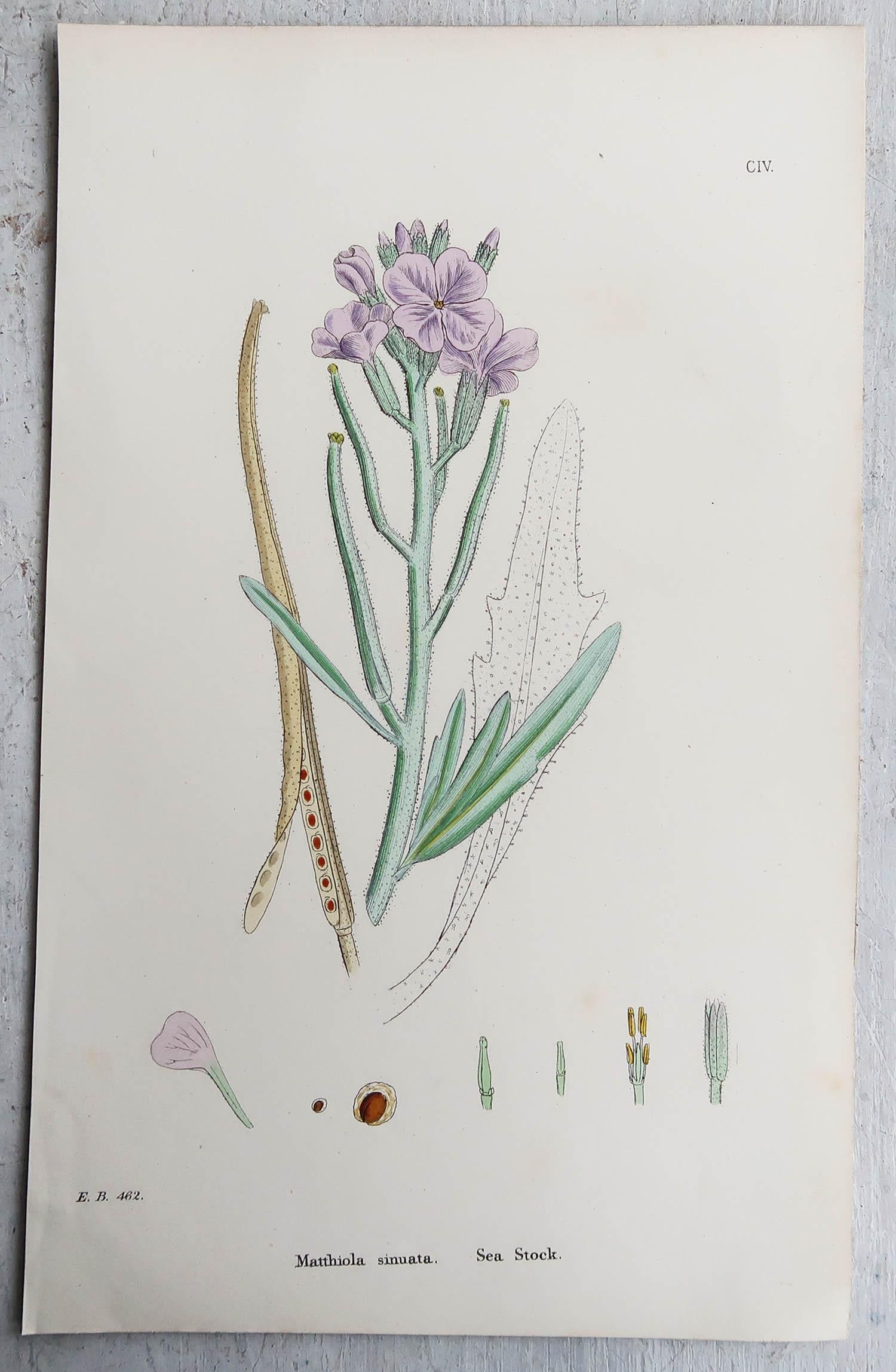 Other Set of 16 Original Antique Botanical Prints, circa 1850