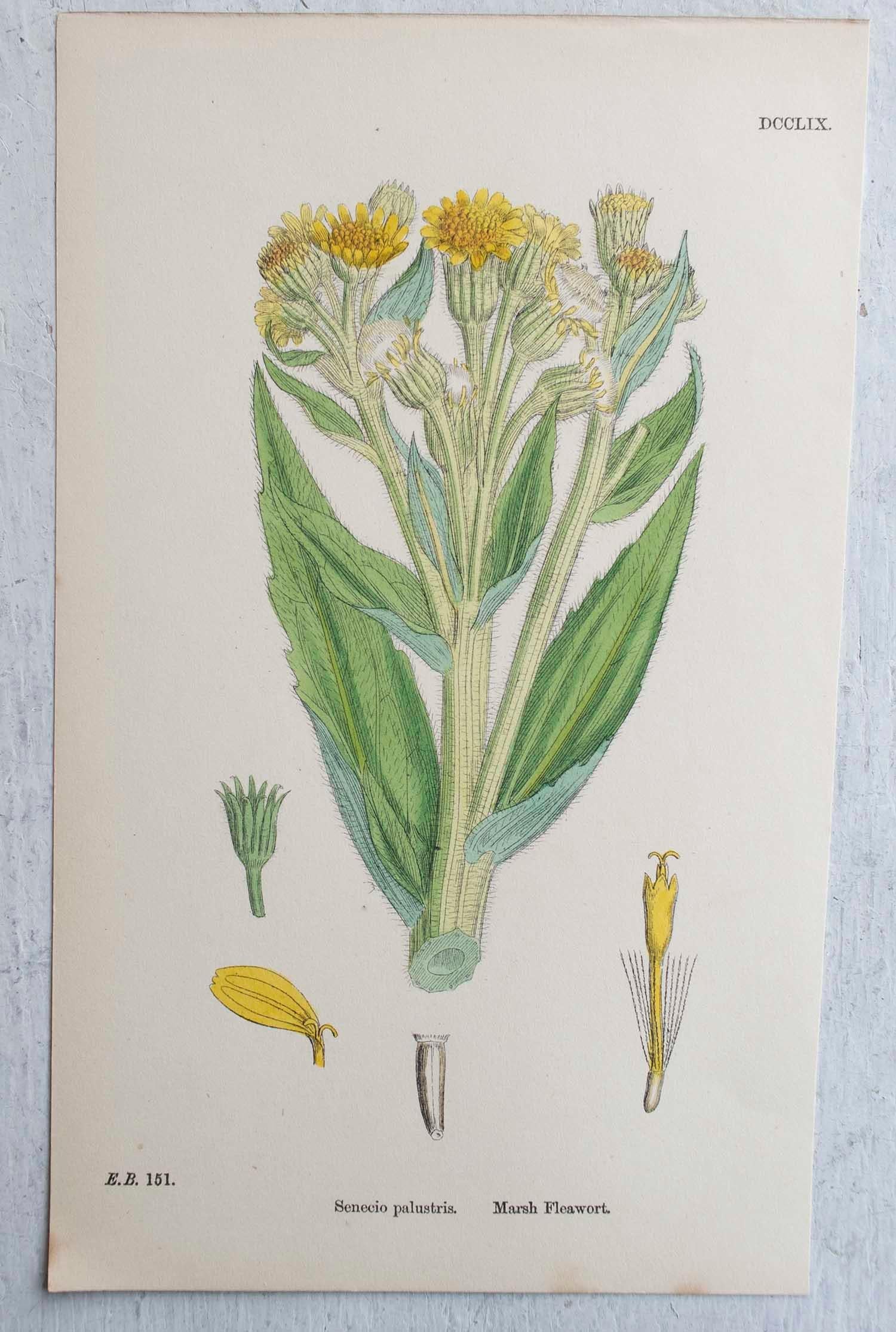 Other Set of 16 Original Antique Botanical Prints, circa 1850