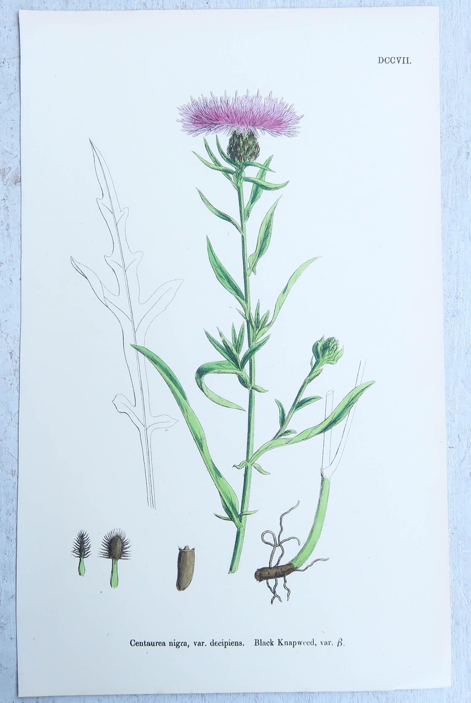 Other Set of 16 Original Antique Botanical Prints, circa 1850