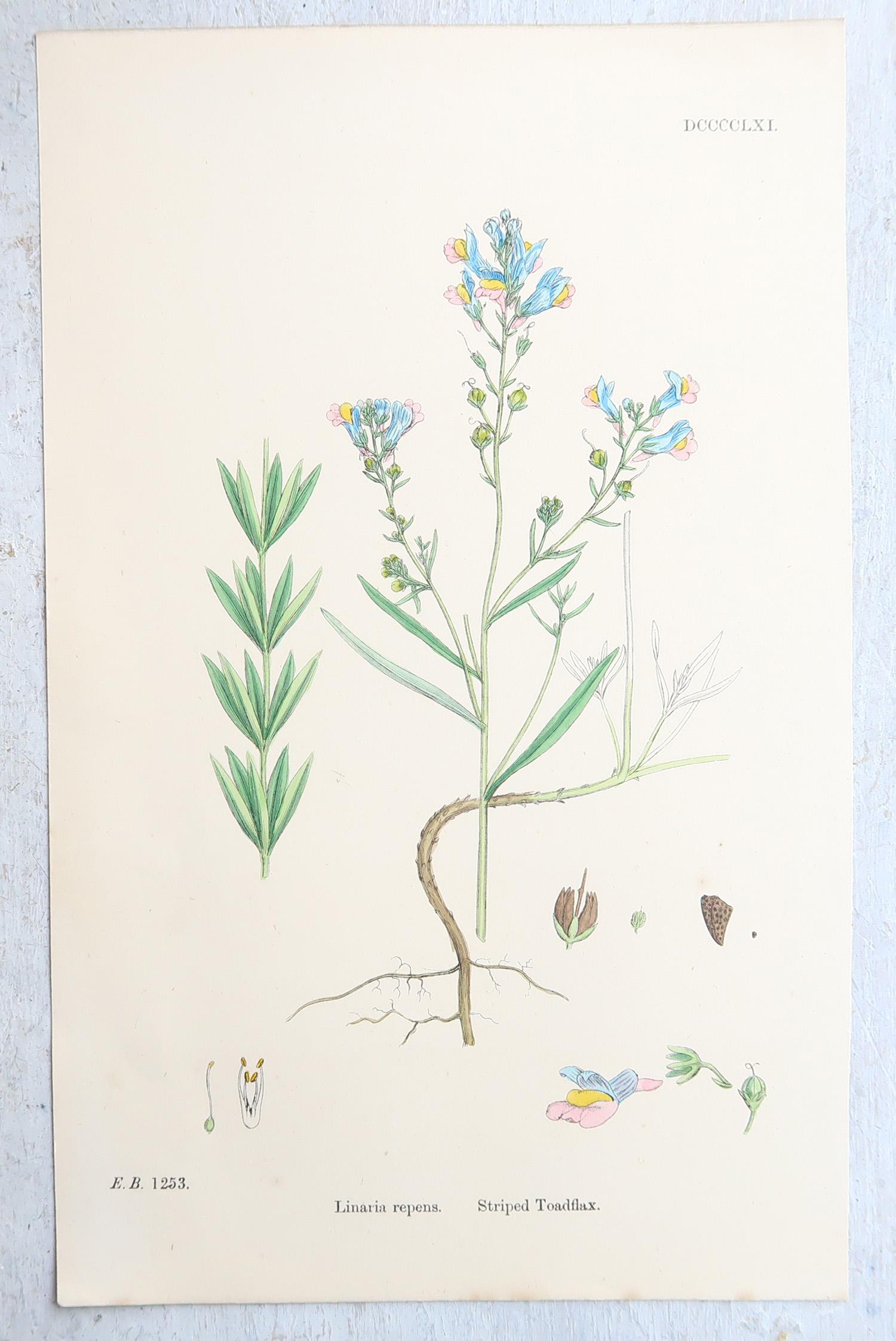 Set von 16 originalen antiken botanischen Drucken, um 1850 (Sonstiges) im Angebot