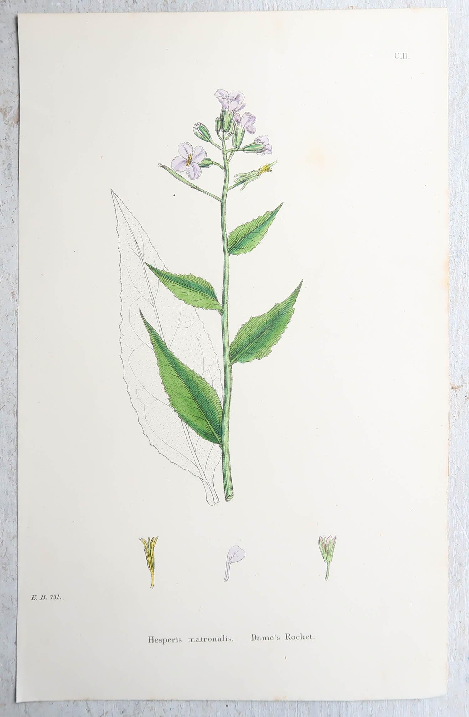 Other Set of 16 Original Antique Botanical Prints, circa 1850 For Sale