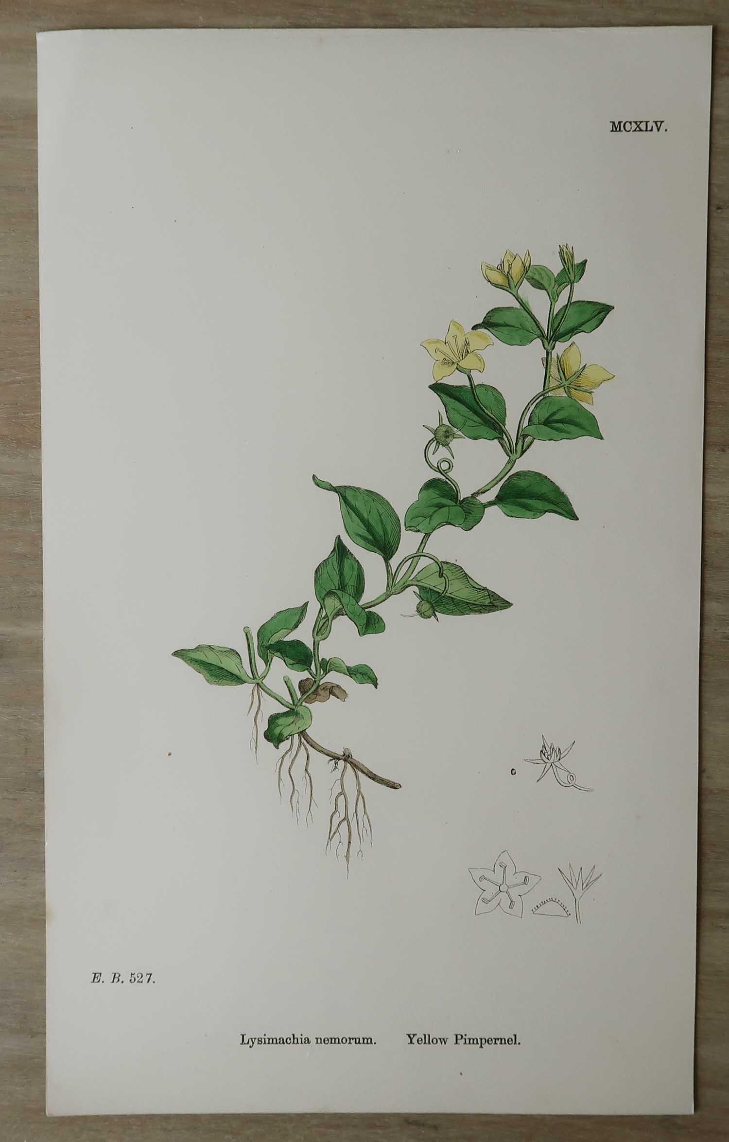 Other Set of 16 Original Antique Botanical Prints, circa 1850 For Sale