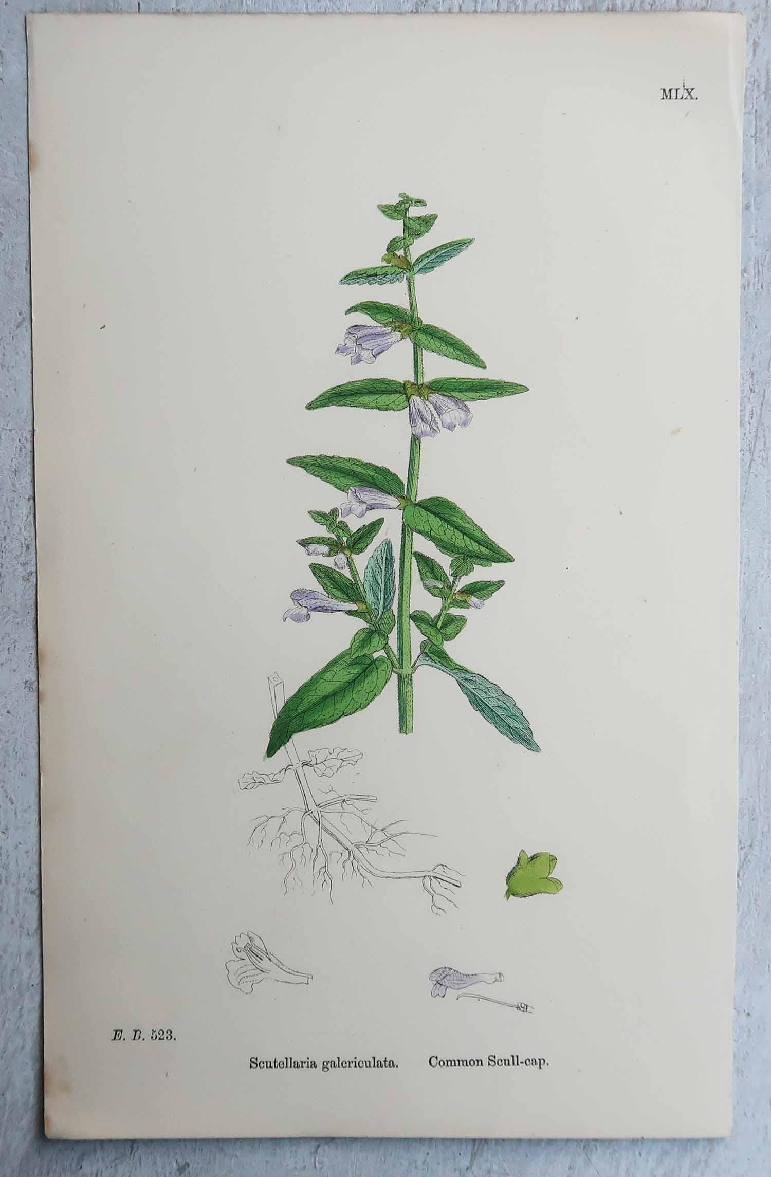Altro Set di 16 stampe botaniche originali antiche, circa 1850 in vendita