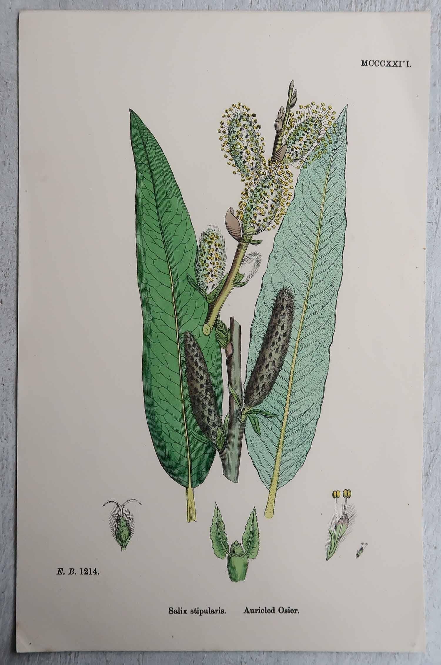 Other Set of 16 Original Antique Botanical Prints, circa 1850 For Sale