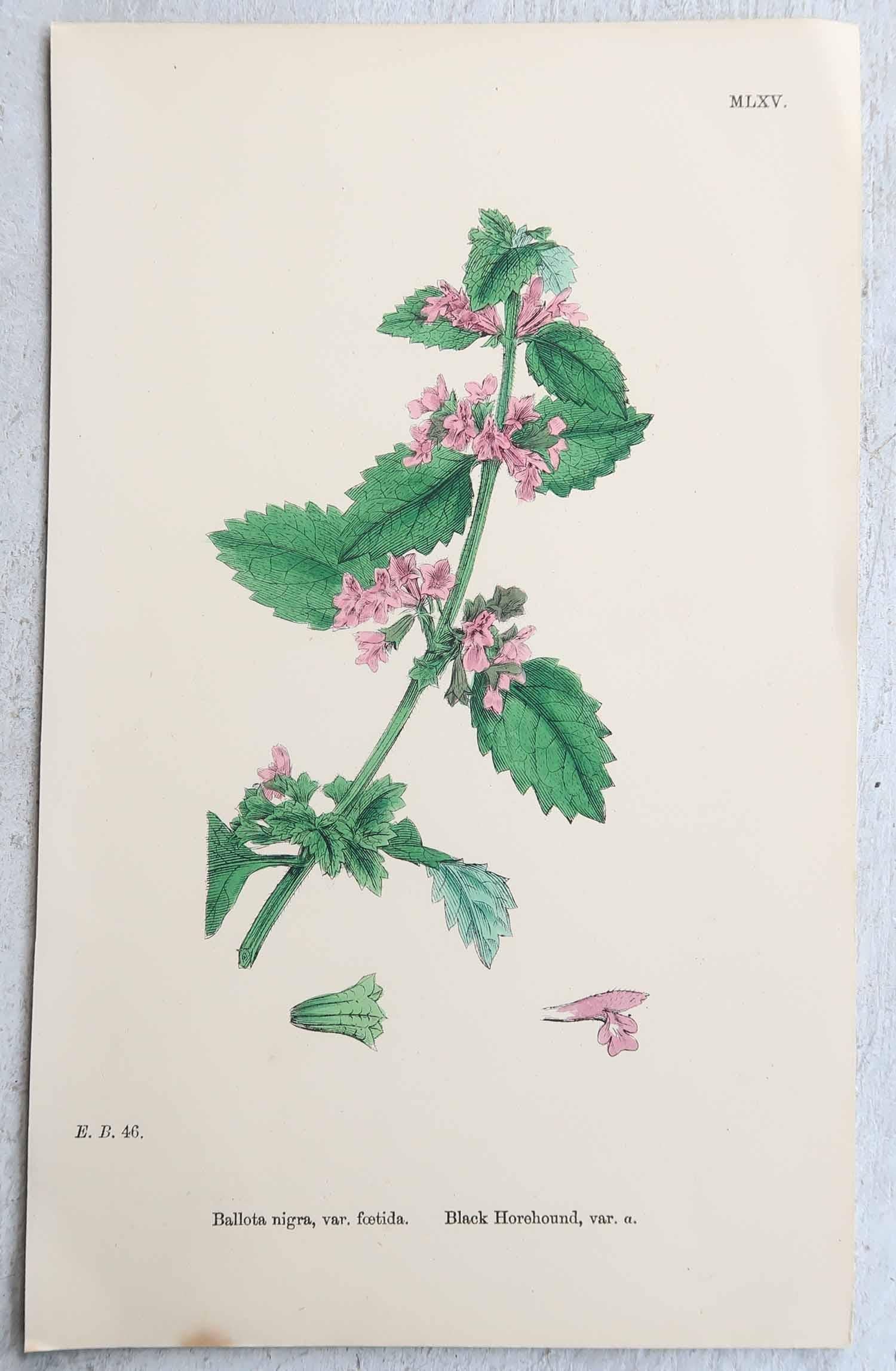 Autre Ensemble de 16 estampes botaniques originales d'antiquités, vers 1850 en vente