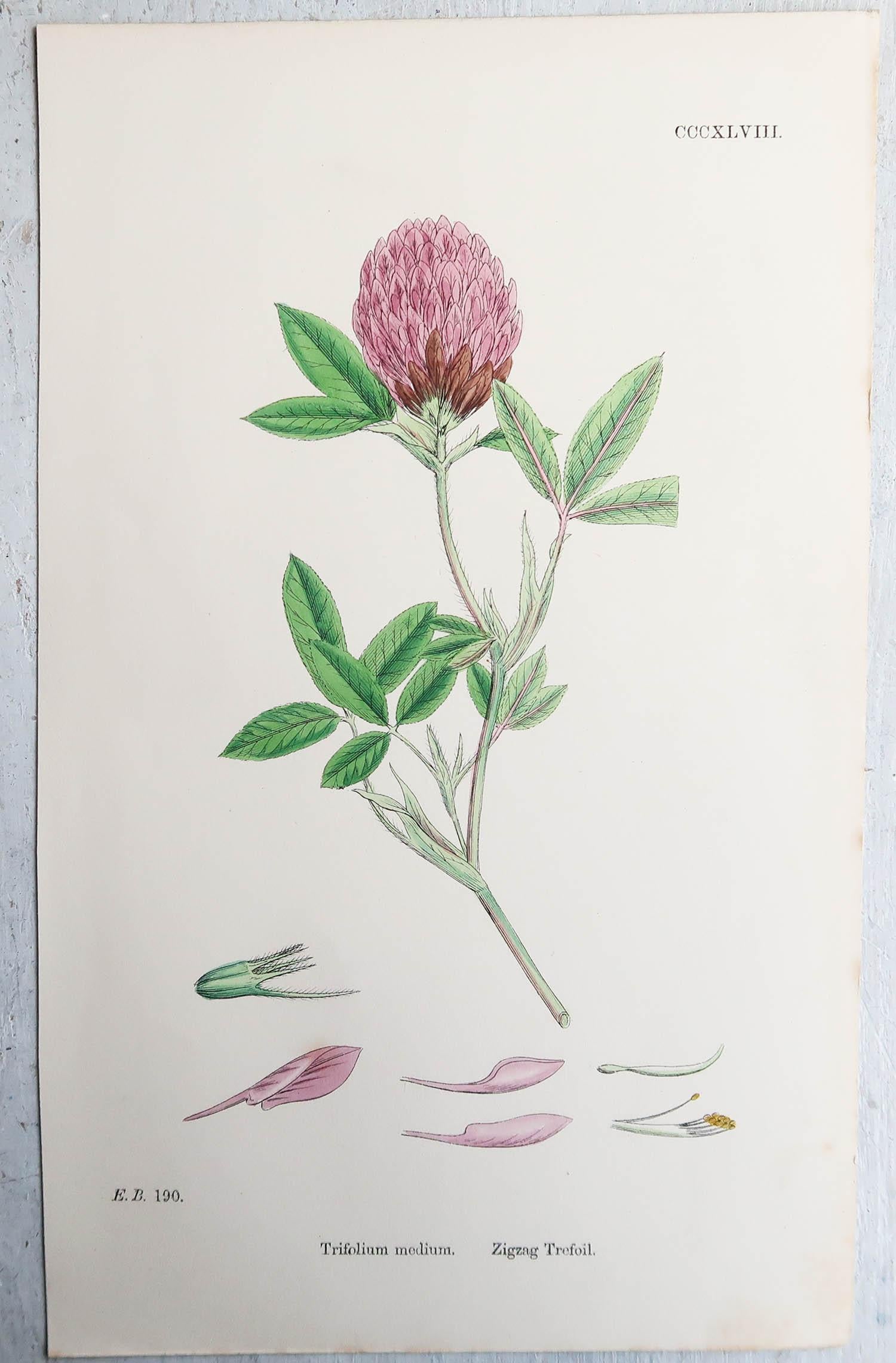 Ensemble de 16 estampes botaniques originales d'antiquités, vers 1850 Bon état à St Annes, Lancashire