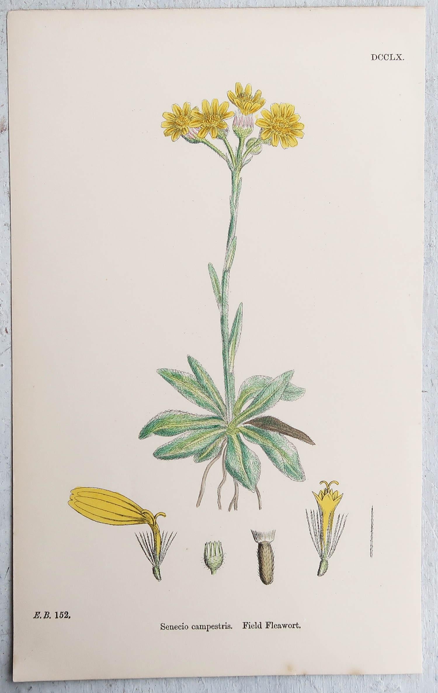 Set of 16 Original Antique Botanical Prints, circa 1850 In Good Condition In St Annes, Lancashire