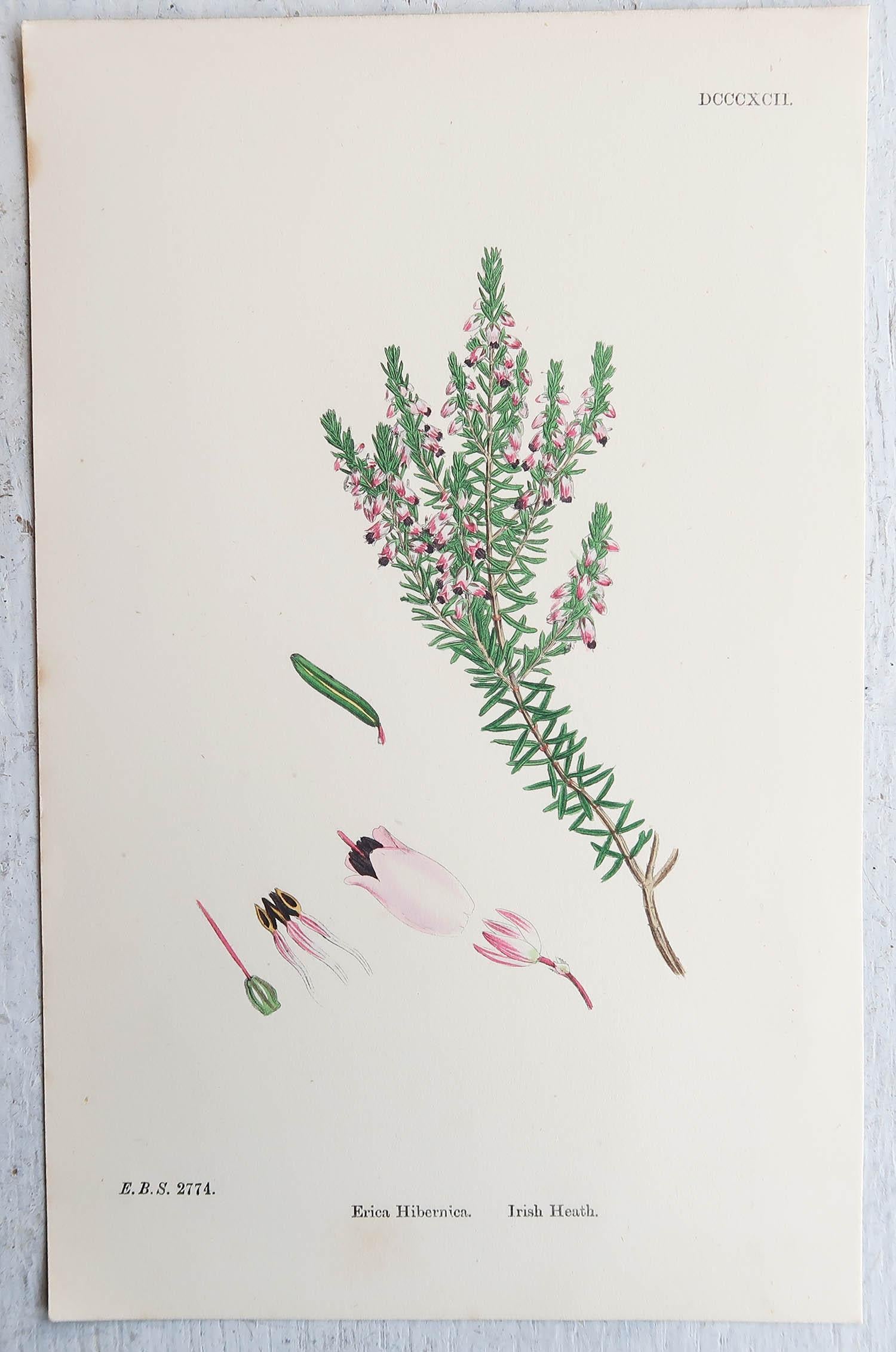 Original Botanitcal Prints Set of 16 Original Antique Botanical Prints, circa 1850 For Sale at 1stDibs