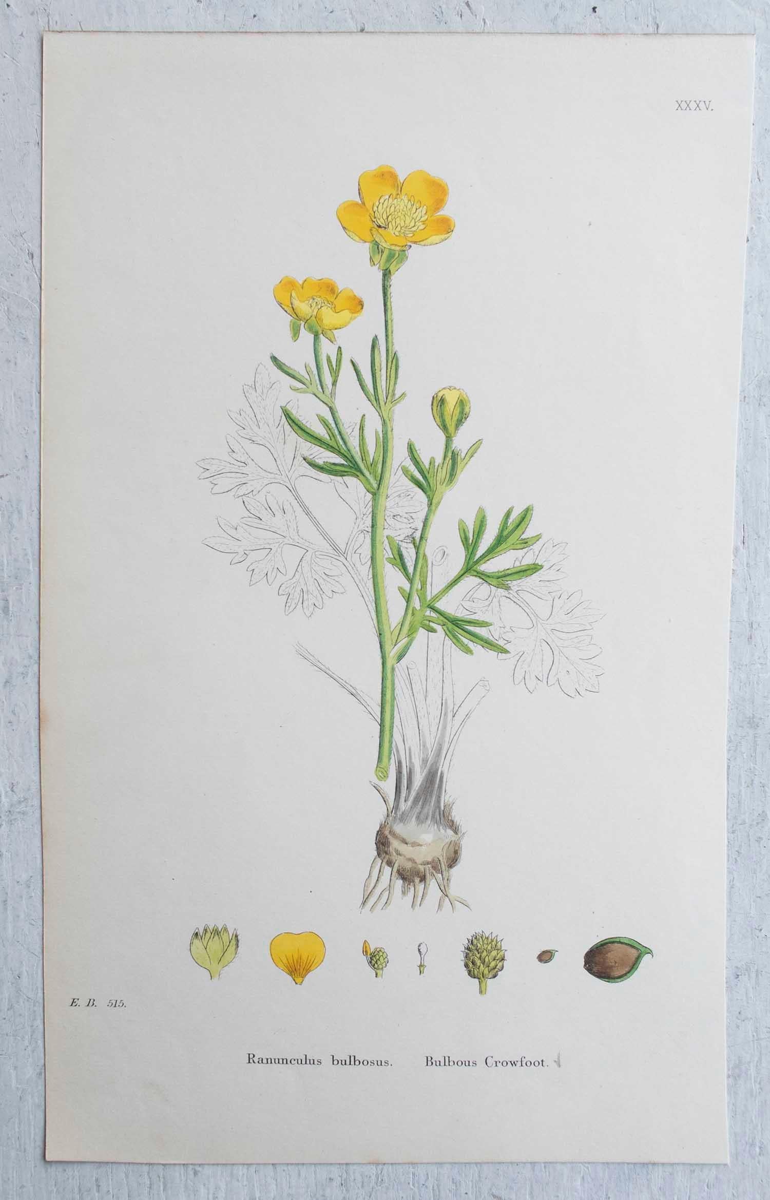 Set of 16 Original Antique Botanical Prints, circa 1850 In Good Condition In St Annes, Lancashire