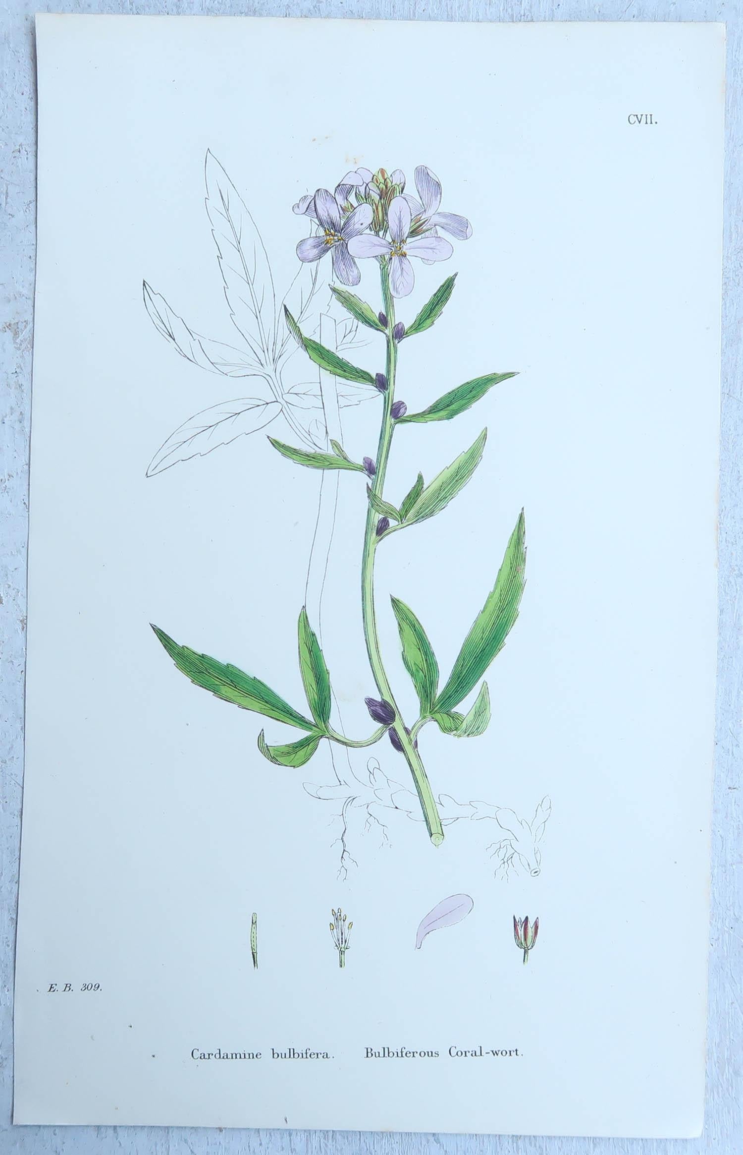 Set of 16 Original Antique Botanical Prints, circa 1850 In Good Condition In St Annes, Lancashire
