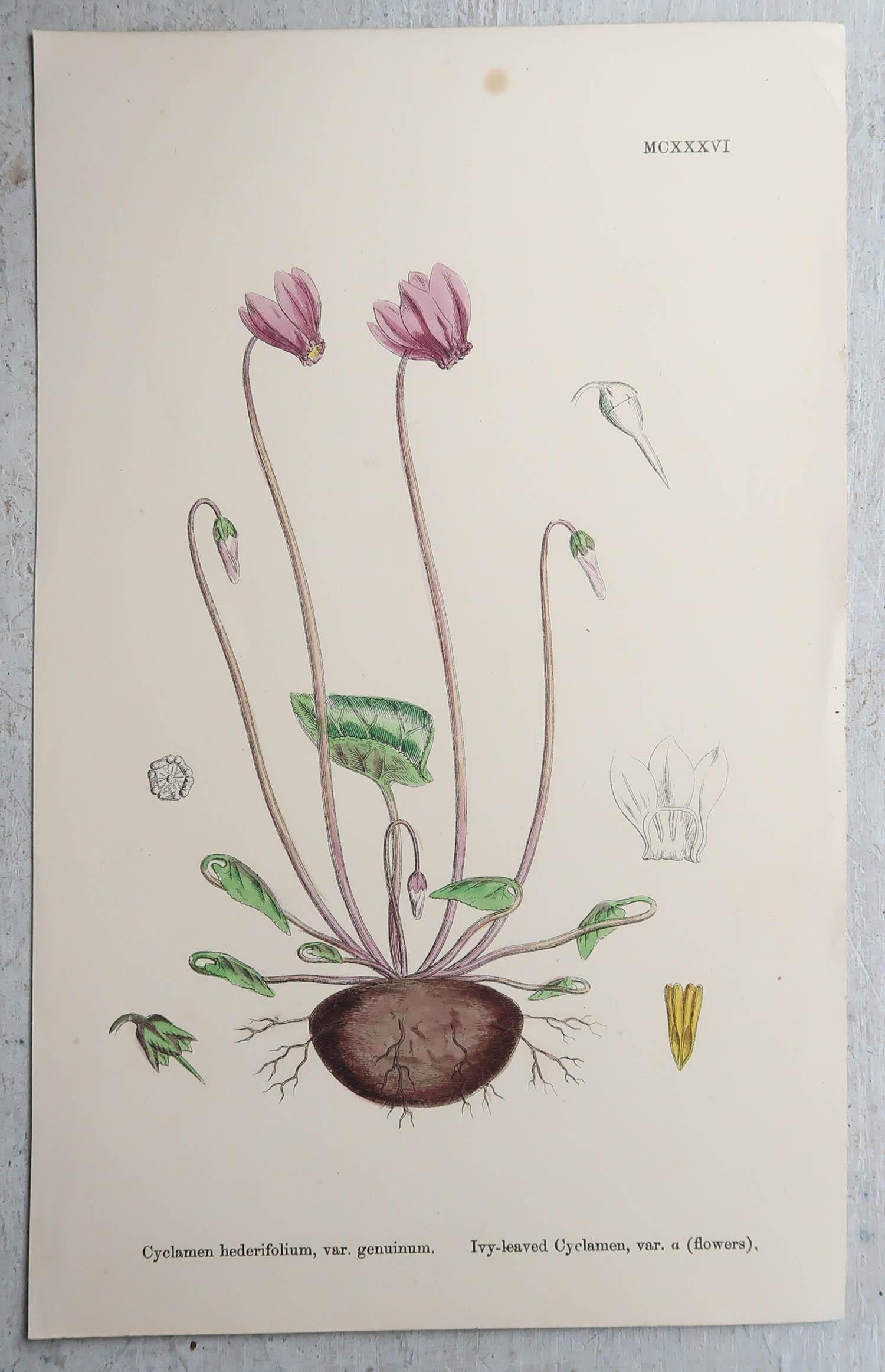 Set of 16 Original Antique Botanical Prints, circa 1850 In Good Condition For Sale In St Annes, Lancashire
