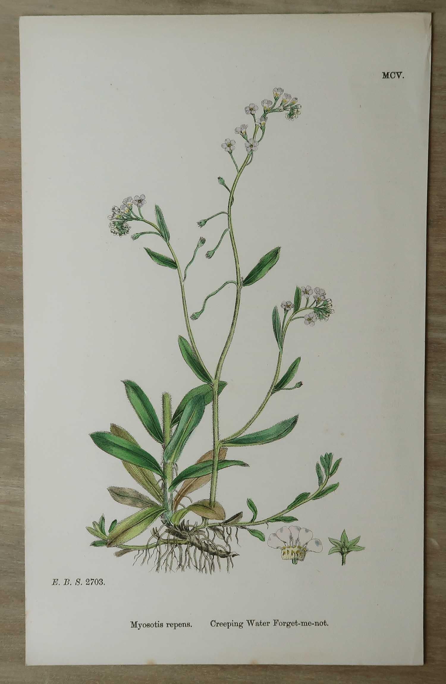 Set of 16 Original Antique Botanical Prints, circa 1850 In Good Condition For Sale In St Annes, Lancashire