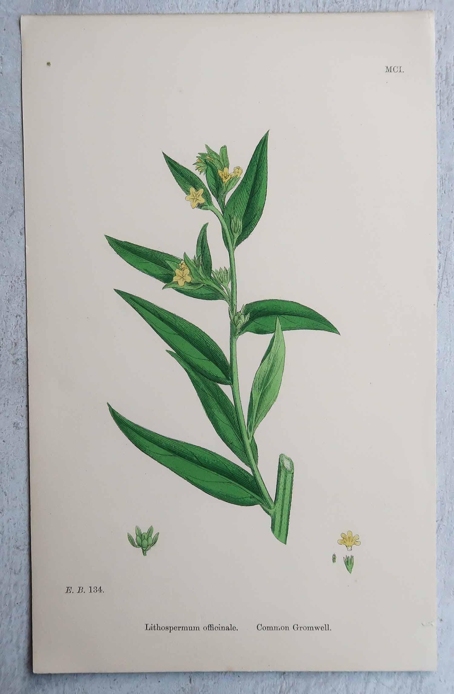 Set di 16 stampe botaniche originali antiche, circa 1850 In condizioni buone in vendita a St Annes, Lancashire