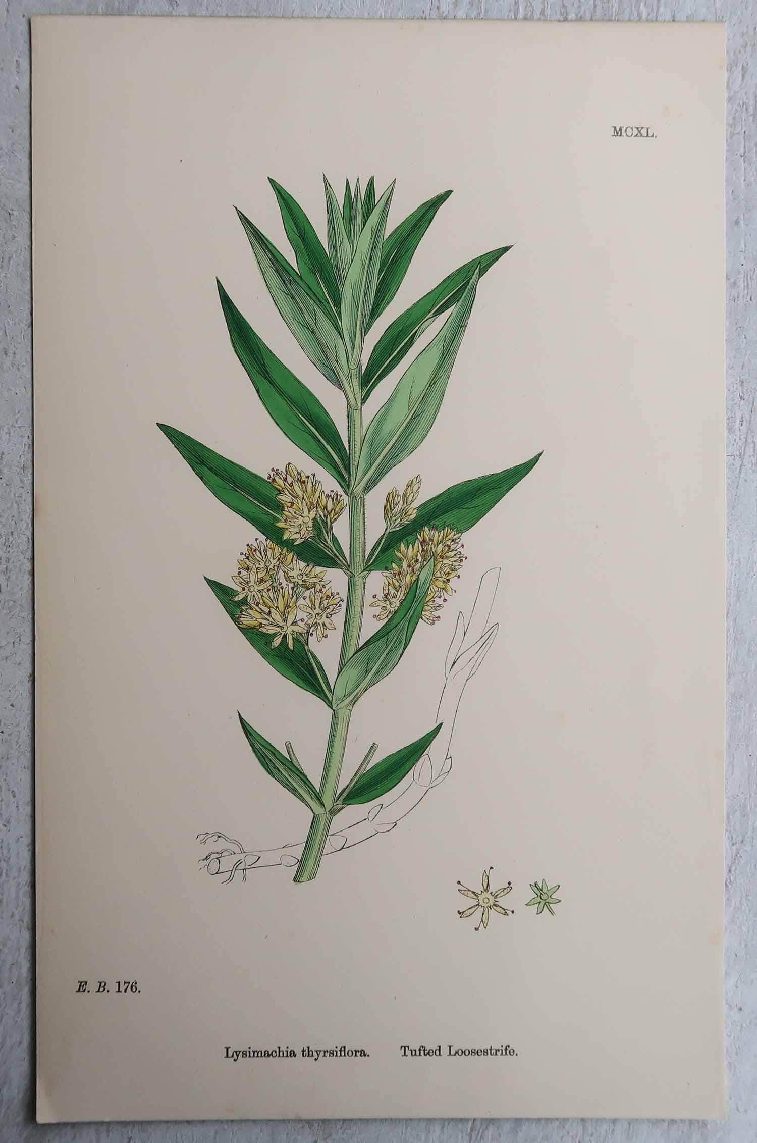 Set of 16 Original Antique Botanical Prints, circa 1850 In Good Condition For Sale In St Annes, Lancashire