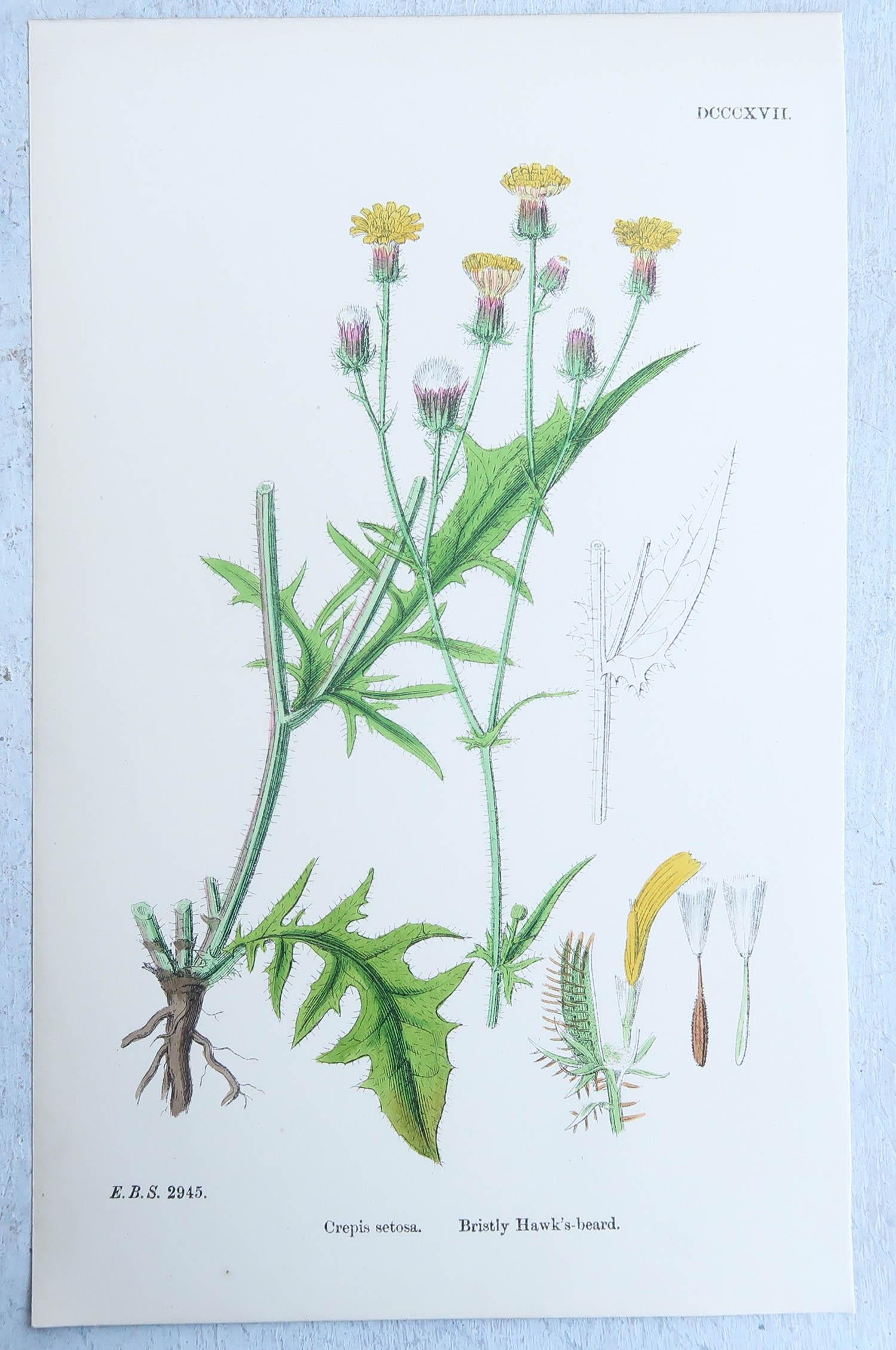 Mid-19th Century Set of 16 Original Antique Botanical Prints, circa 1850