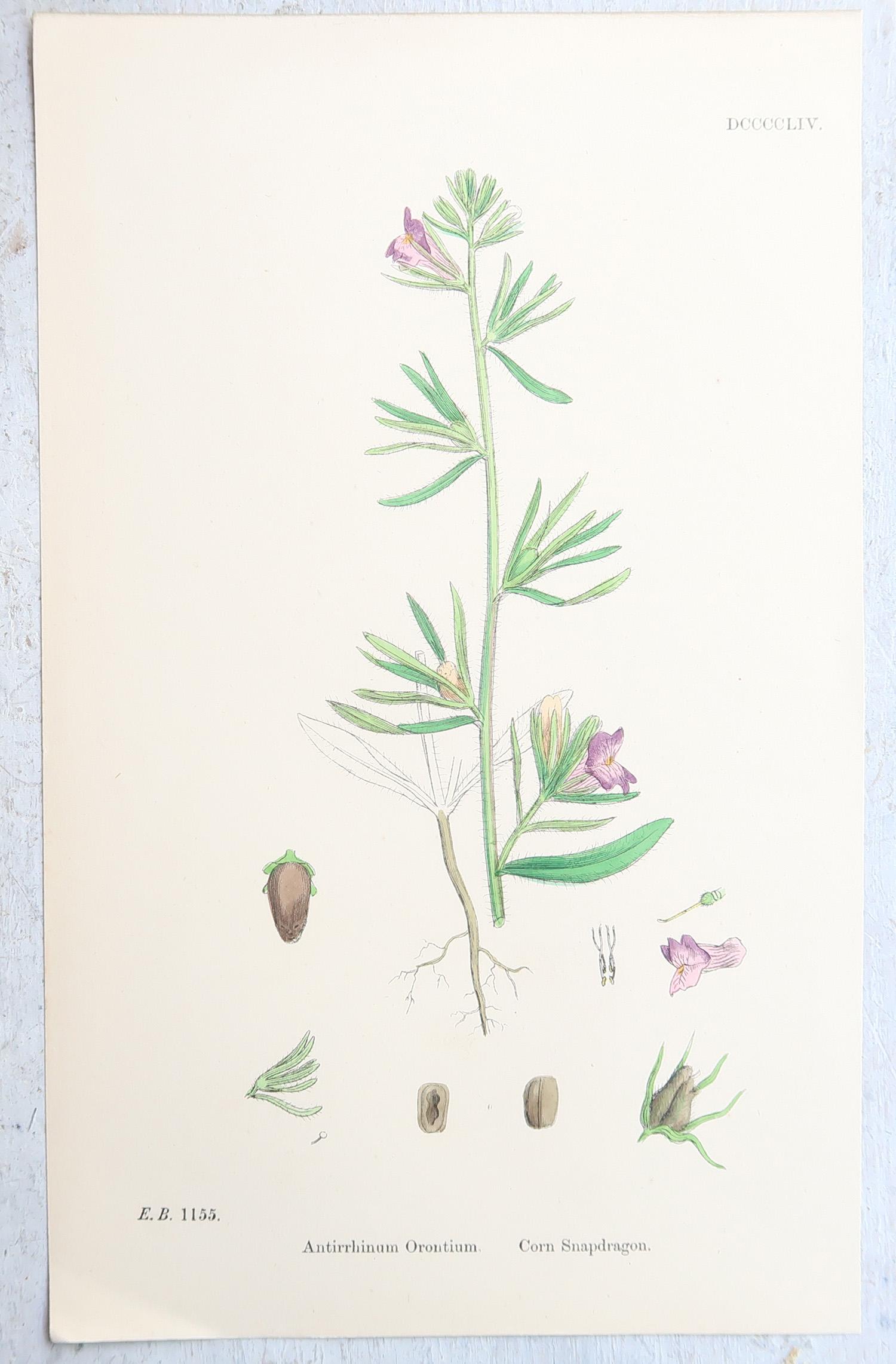 Set von 16 originalen antiken botanischen Drucken, um 1850 (Mittleres 19. Jahrhundert) im Angebot