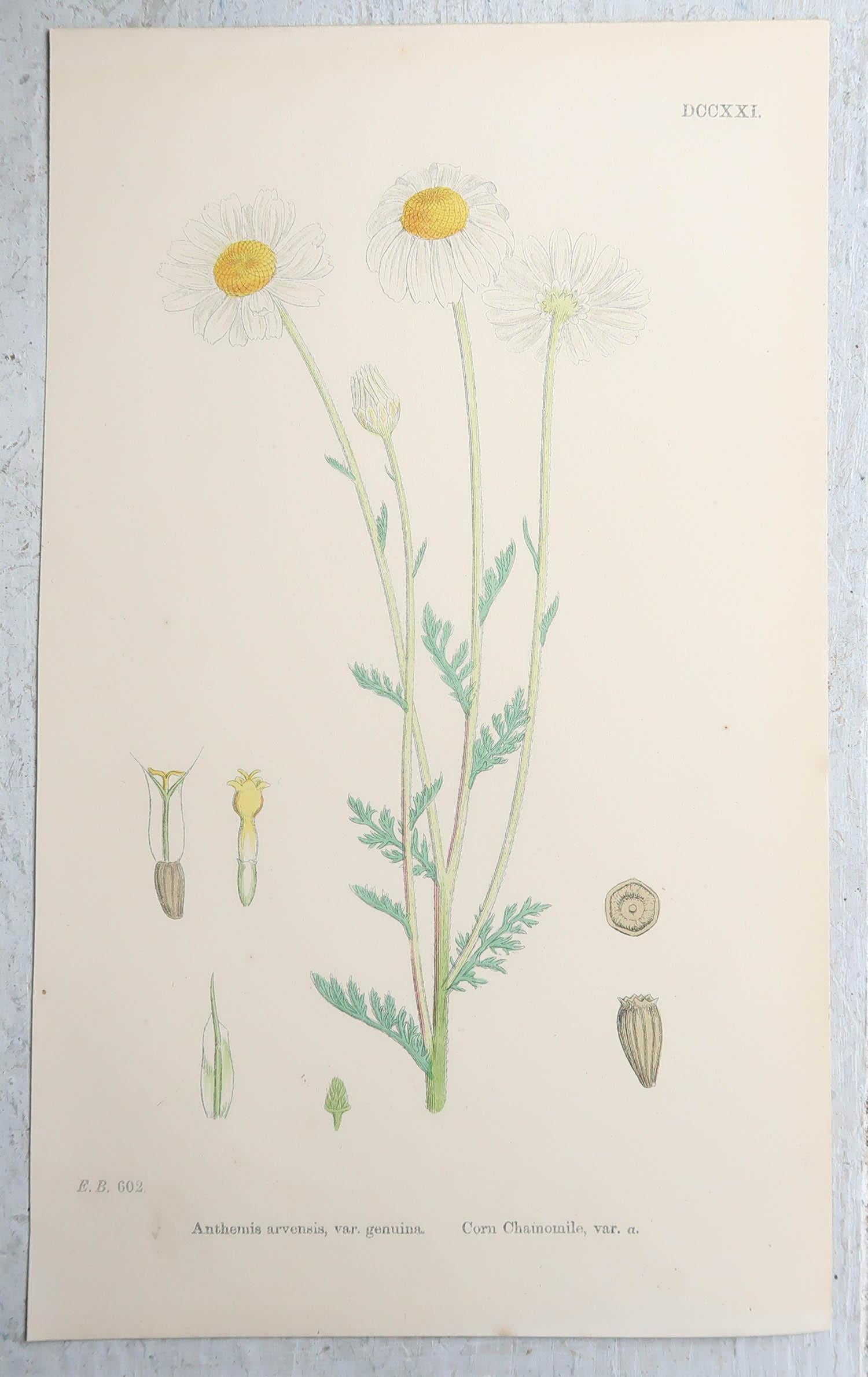 Mid-19th Century Set of 16 Original Antique Botanical Prints, circa 1850 For Sale