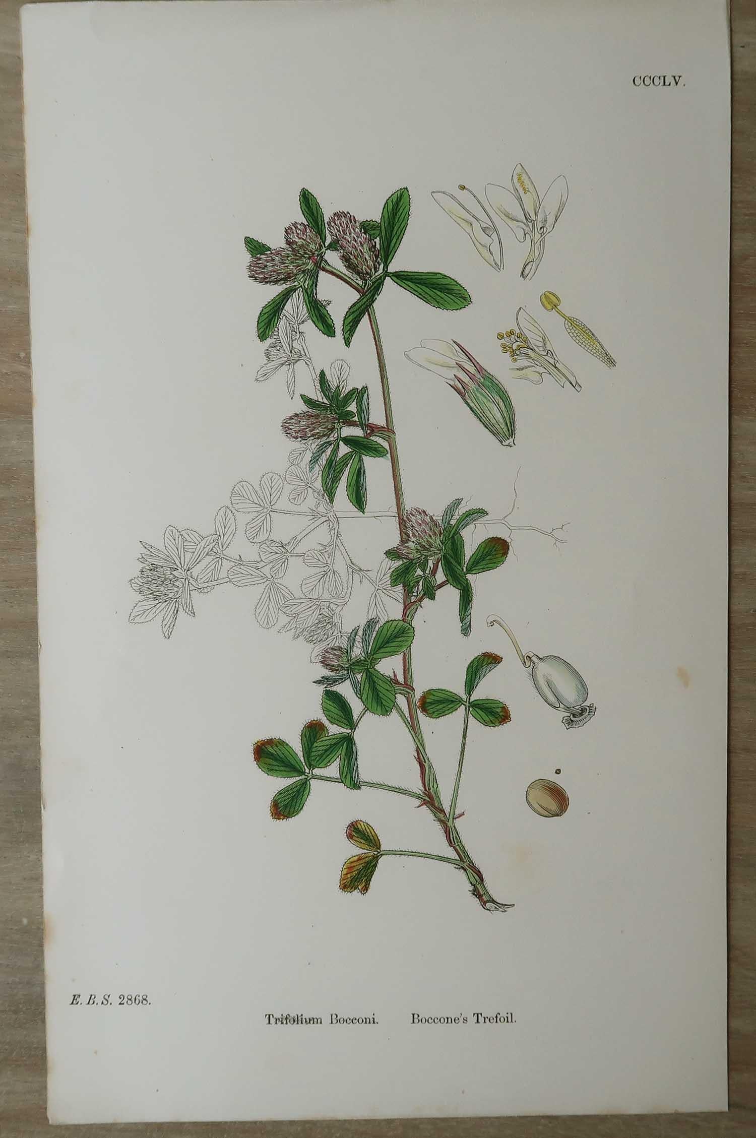 Mid-19th Century Set of 16 Original Antique Botanical Prints, circa 1850 For Sale
