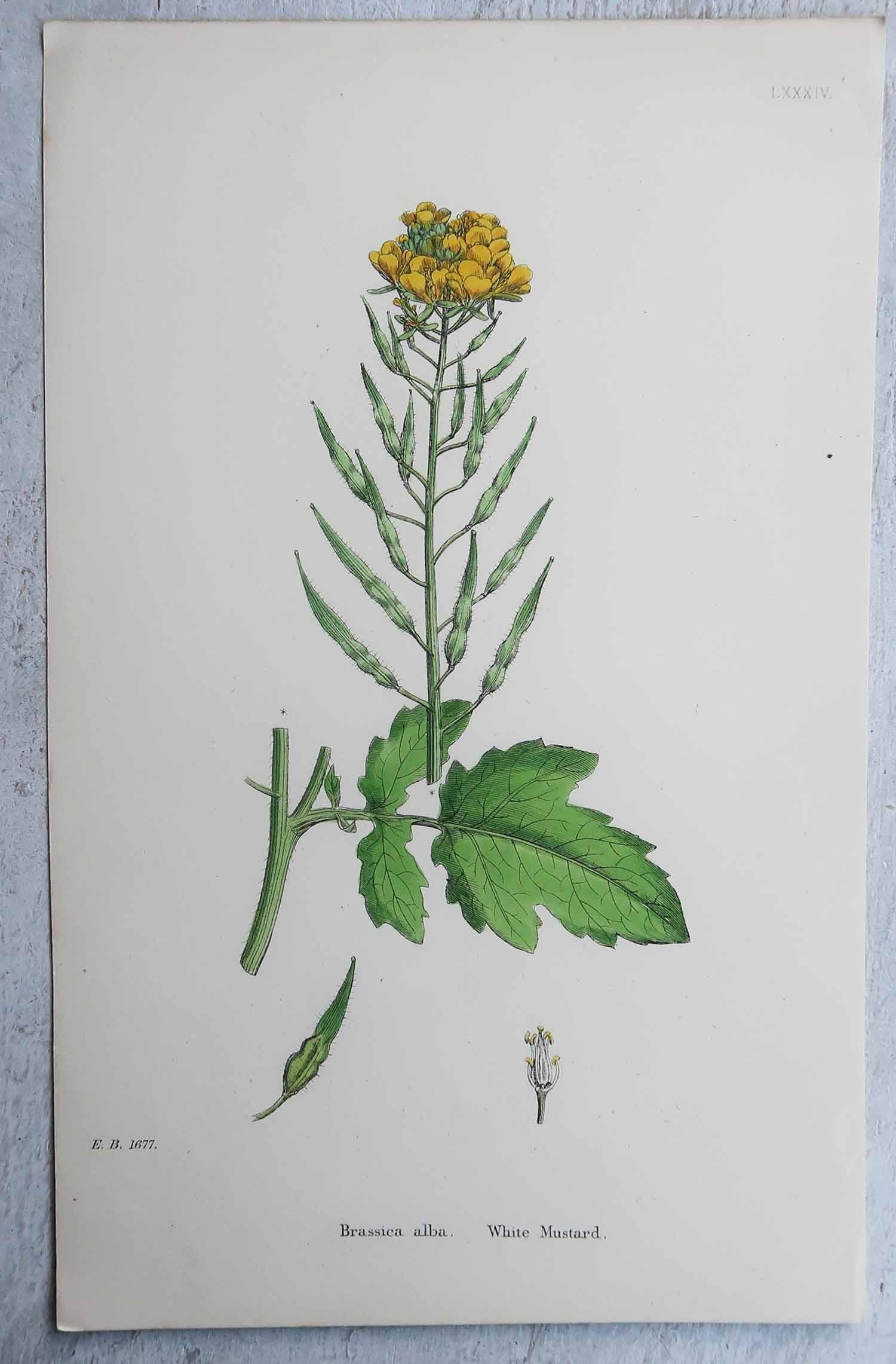 Metà XIX secolo Set di 16 stampe botaniche originali antiche, circa 1850 in vendita