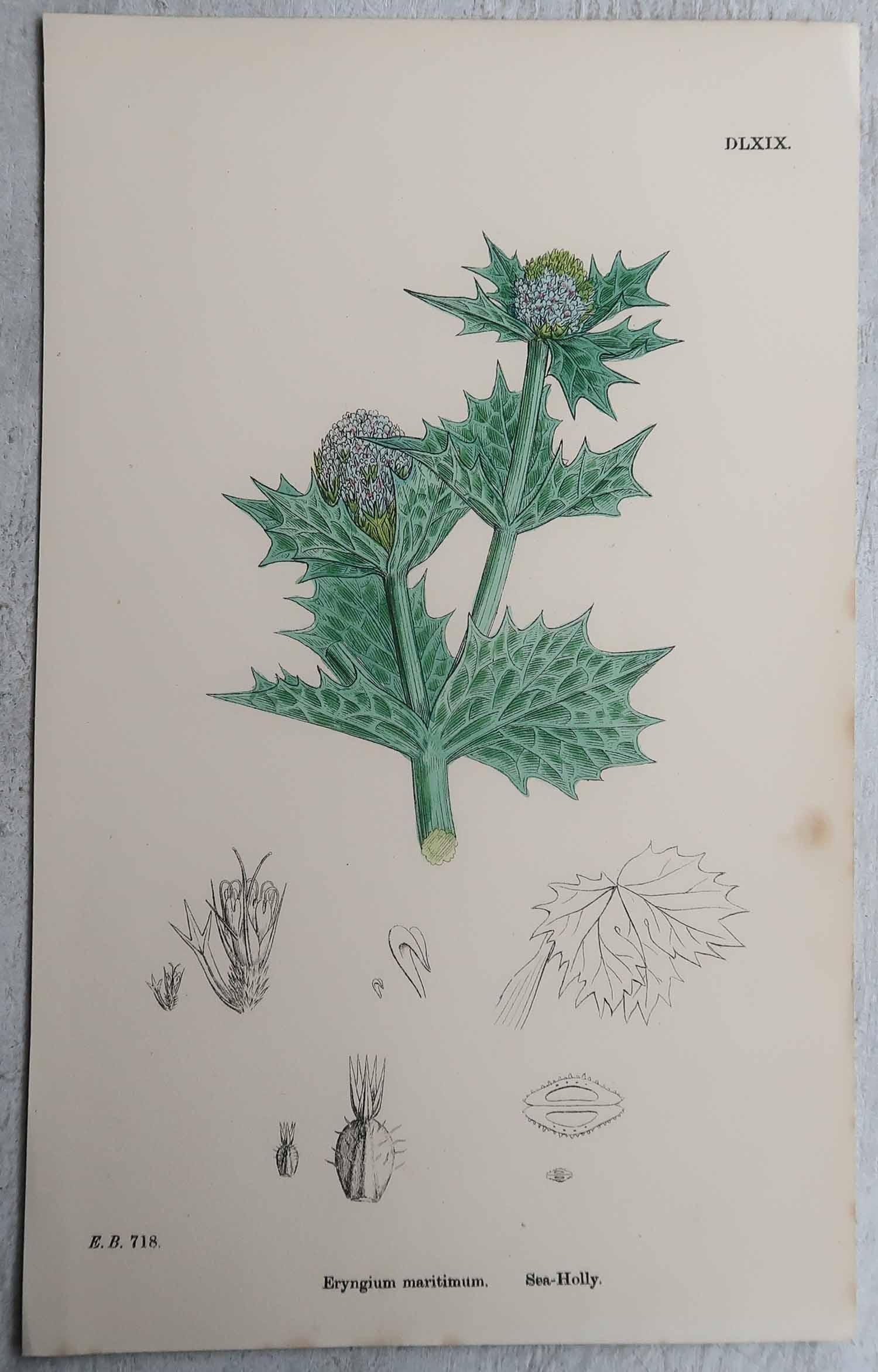 Mid-19th Century Set of 16 Original Antique Botanical Prints, circa 1850 For Sale