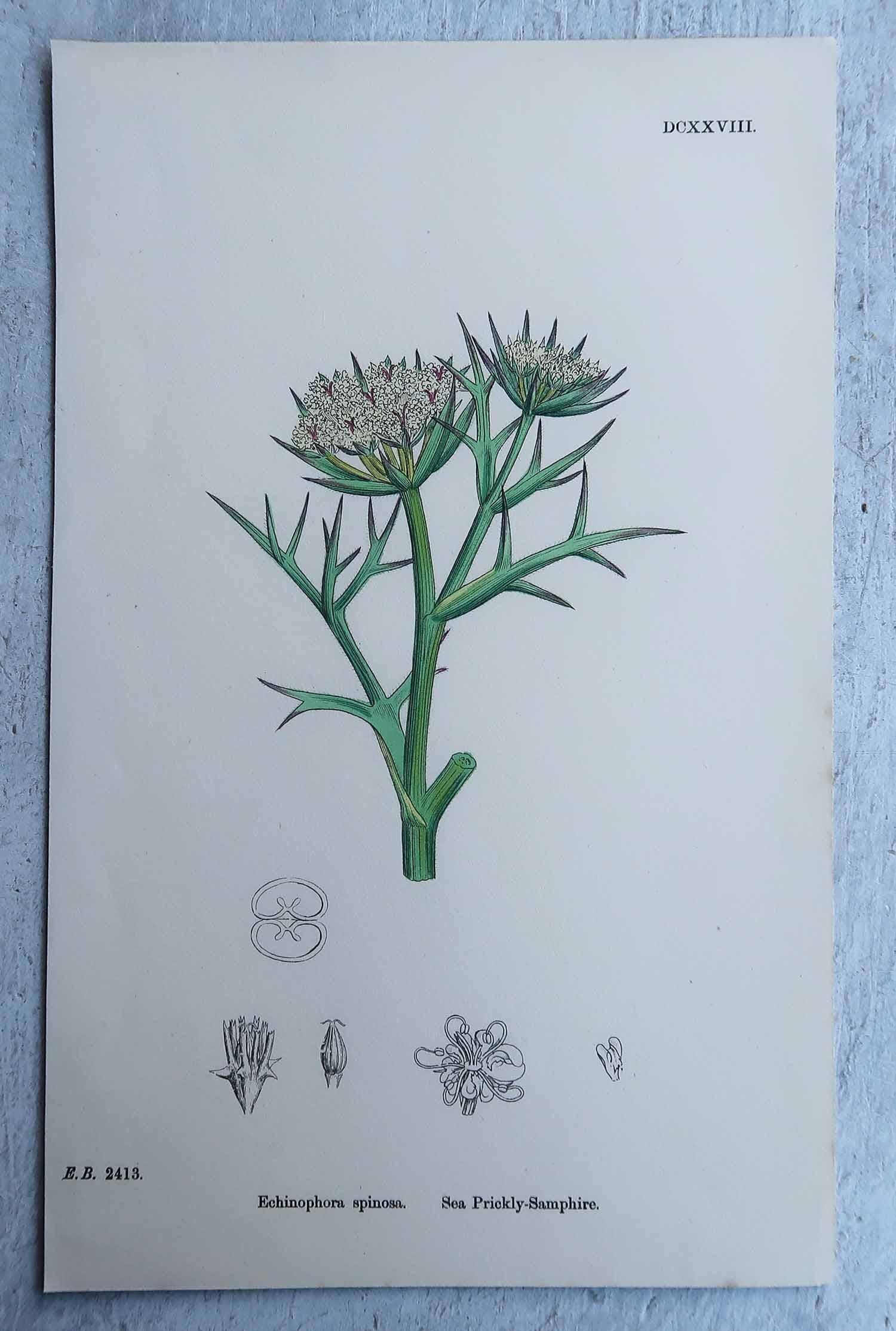 Set von 16 originalen antiken botanischen Drucken, um 1850 (Mittleres 19. Jahrhundert) im Angebot