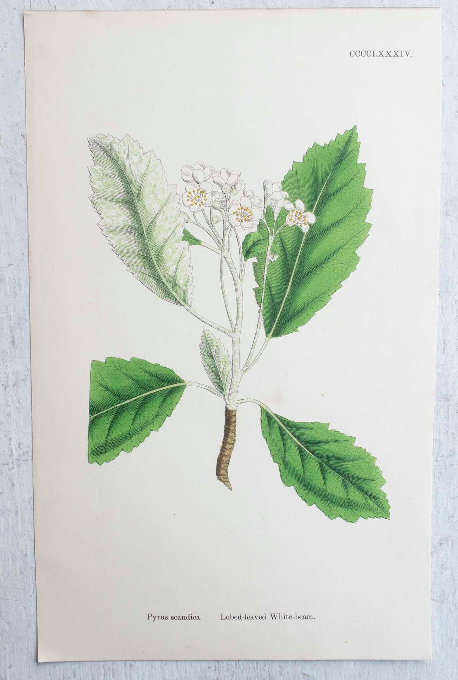 Paper Set of 16 Original Antique Botanical Prints, circa 1850