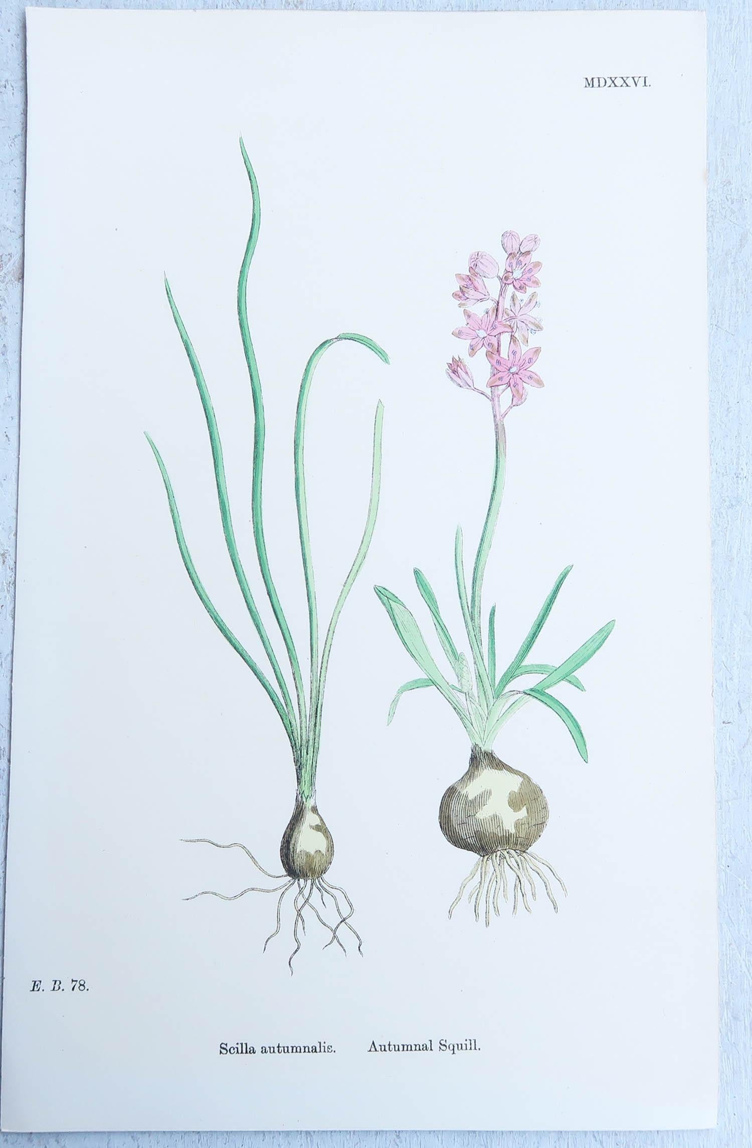 Paper Set of 16 Original Antique Botanical Prints, circa 1850
