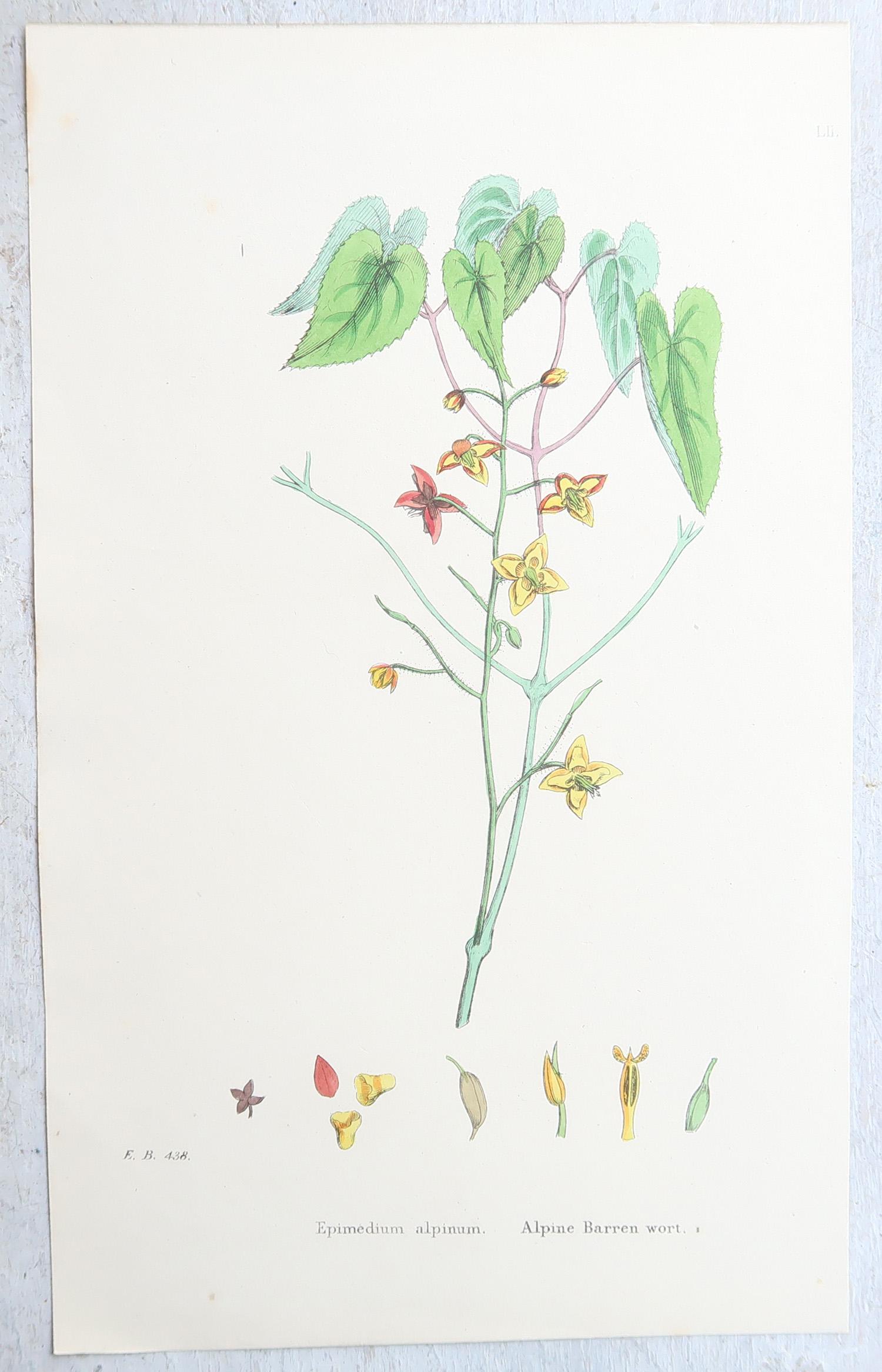 Set von 16 originalen antiken botanischen Drucken, um 1850 (Papier) im Angebot