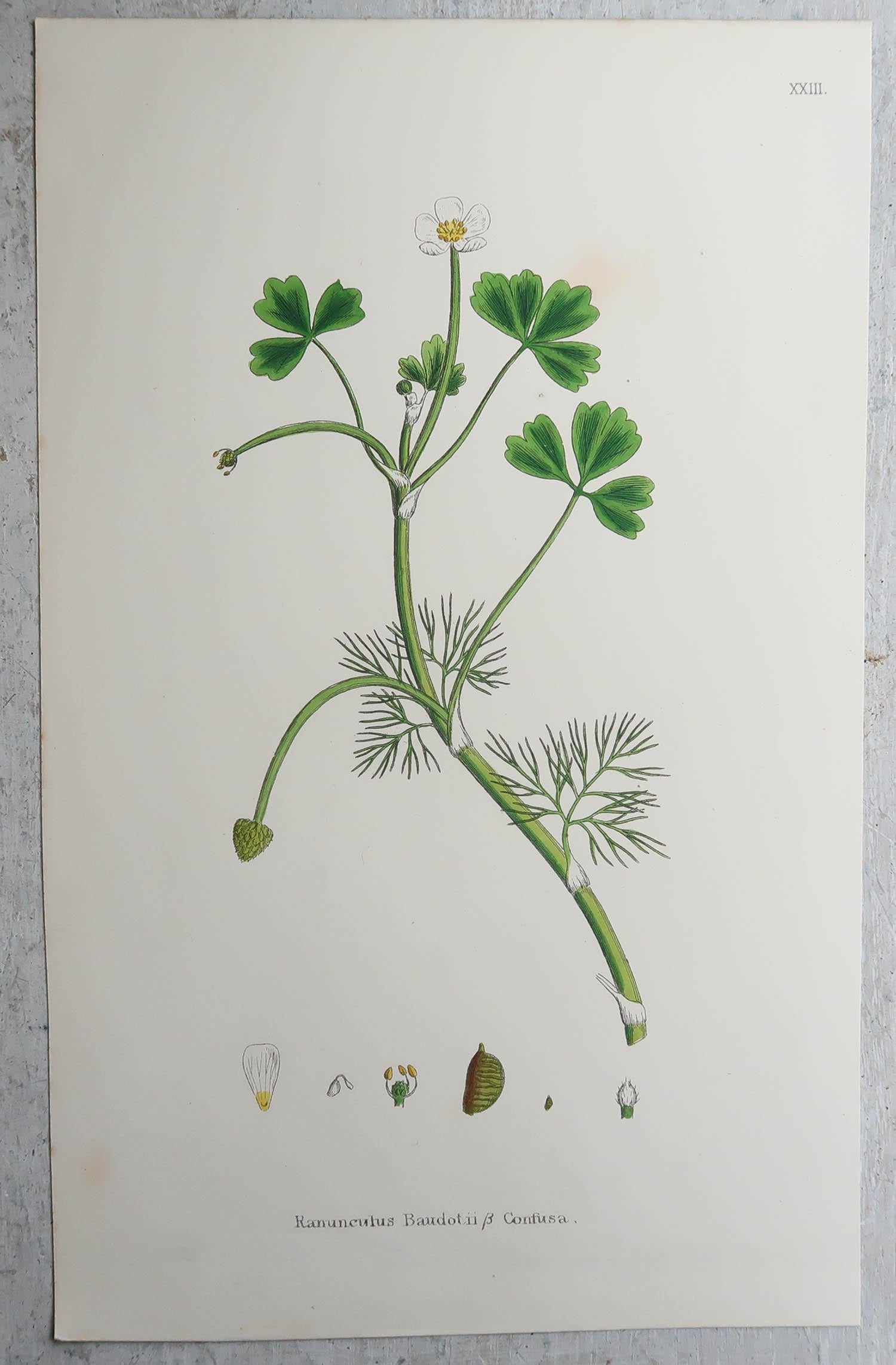 Paper Set of 16 Original Antique Botanical Prints, circa 1850 For Sale