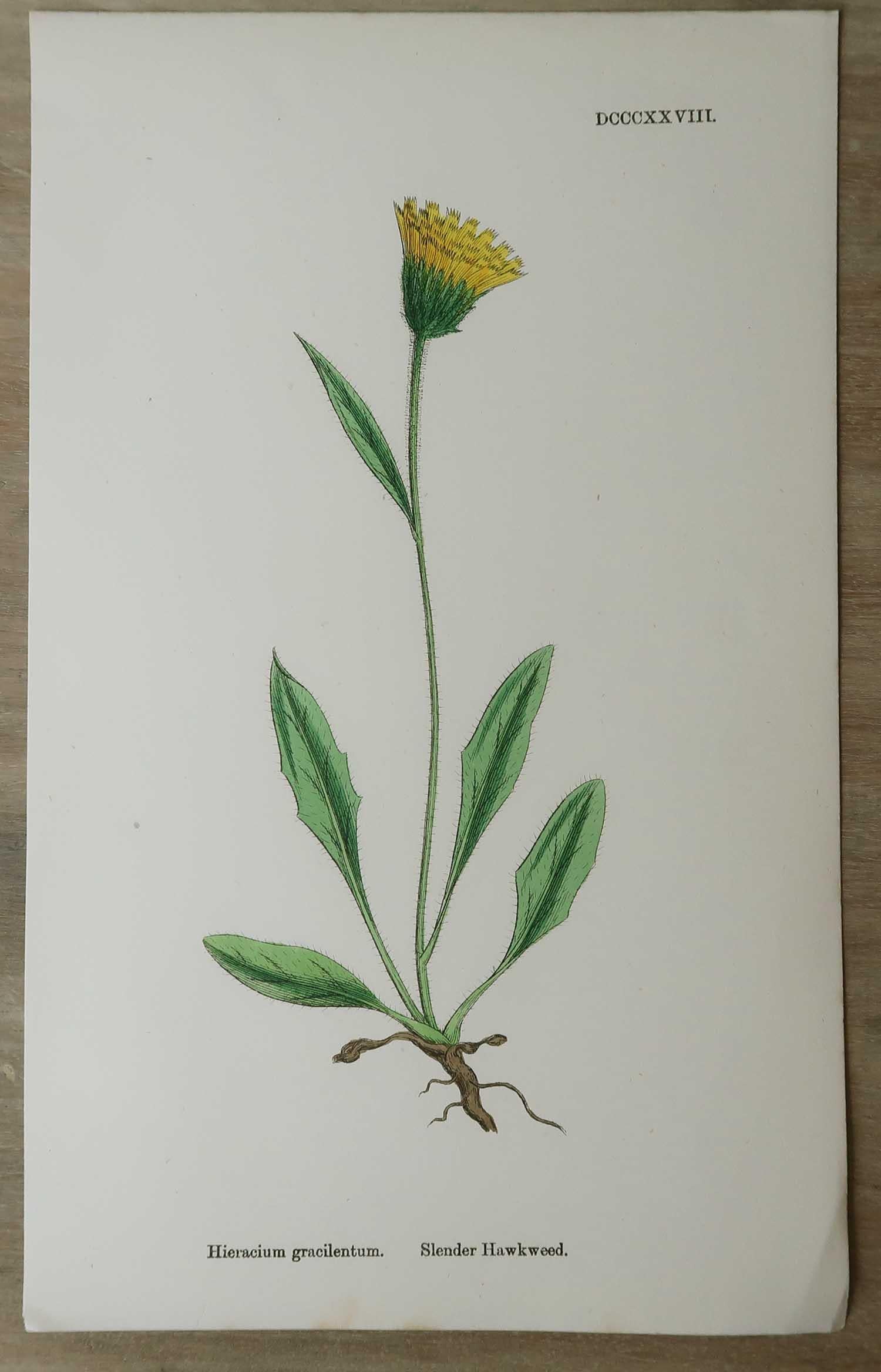 Paper Set of 16 Original Antique Botanical Prints, circa 1850 For Sale