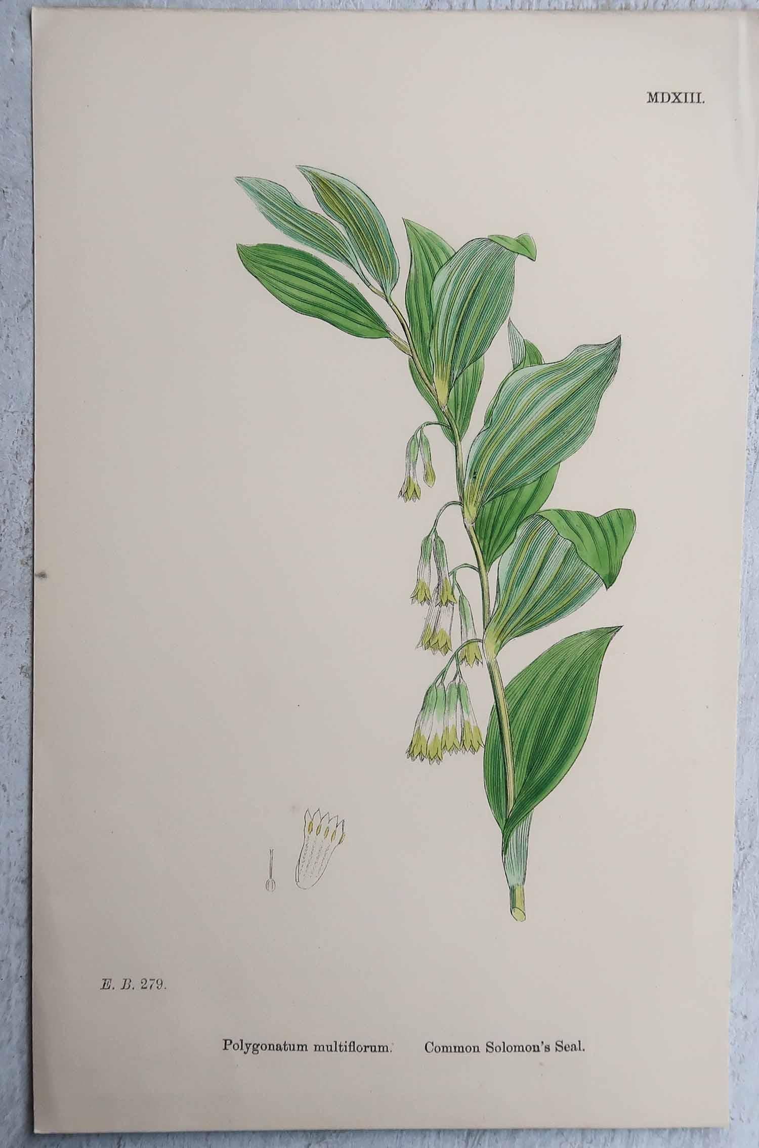 Carta Set di 16 stampe botaniche originali antiche, circa 1850 in vendita