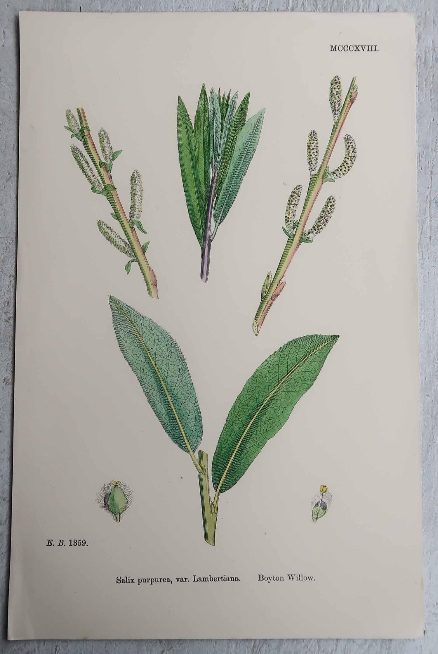 Paper Set of 16 Original Antique Botanical Prints, circa 1850 For Sale