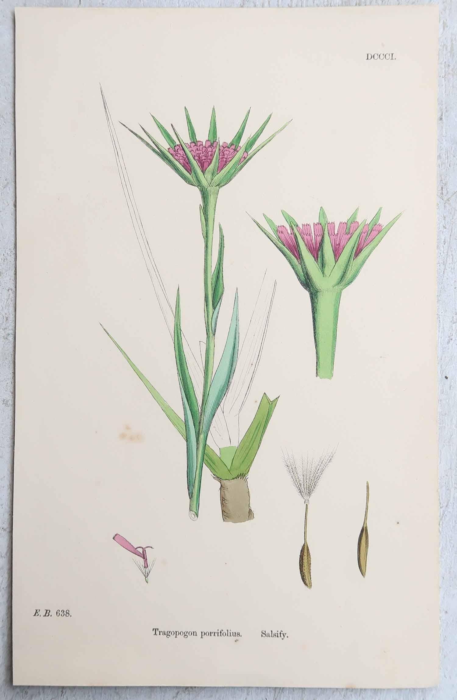 Papier Ensemble de 16 estampes botaniques originales d'antiquités, vers 1850 en vente