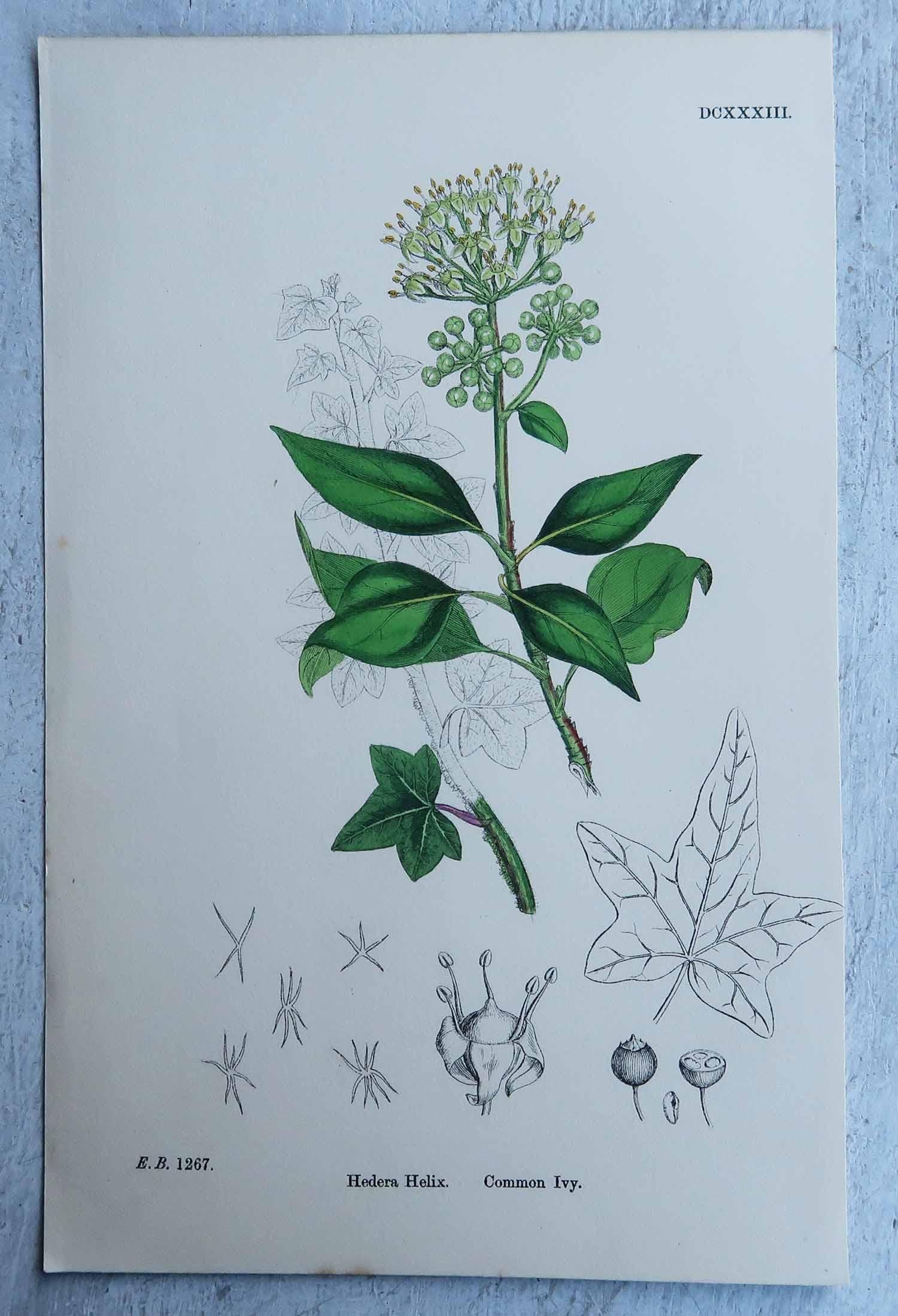 Set von 16 originalen antiken botanischen Drucken, um 1850 (Papier) im Angebot