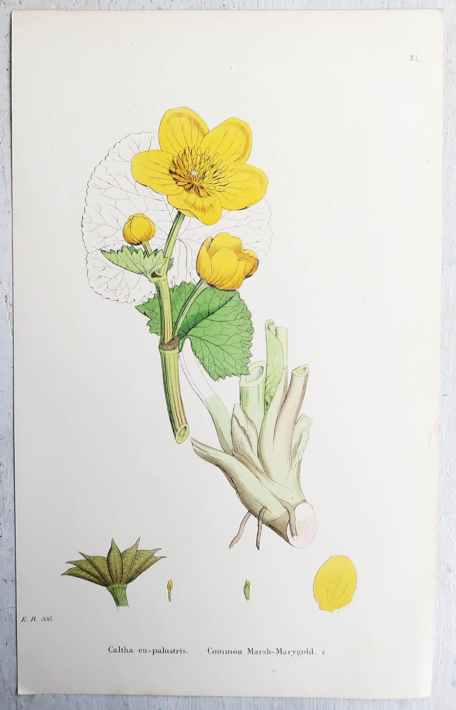 Set of 16 Original Antique Botanical Prints, Circa 1850 1