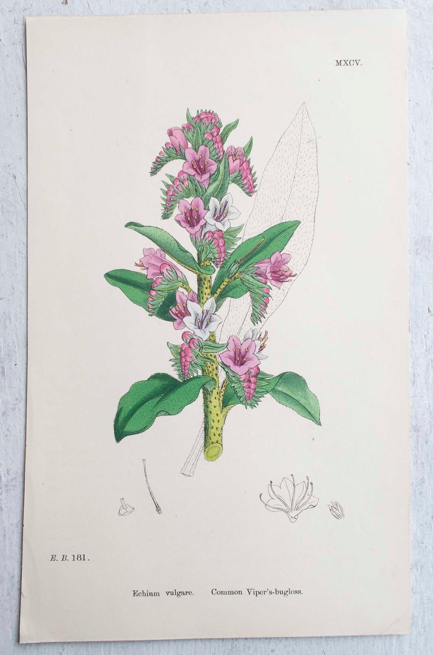 Set of 16 Original Antique Botanical Prints, circa 1850 1