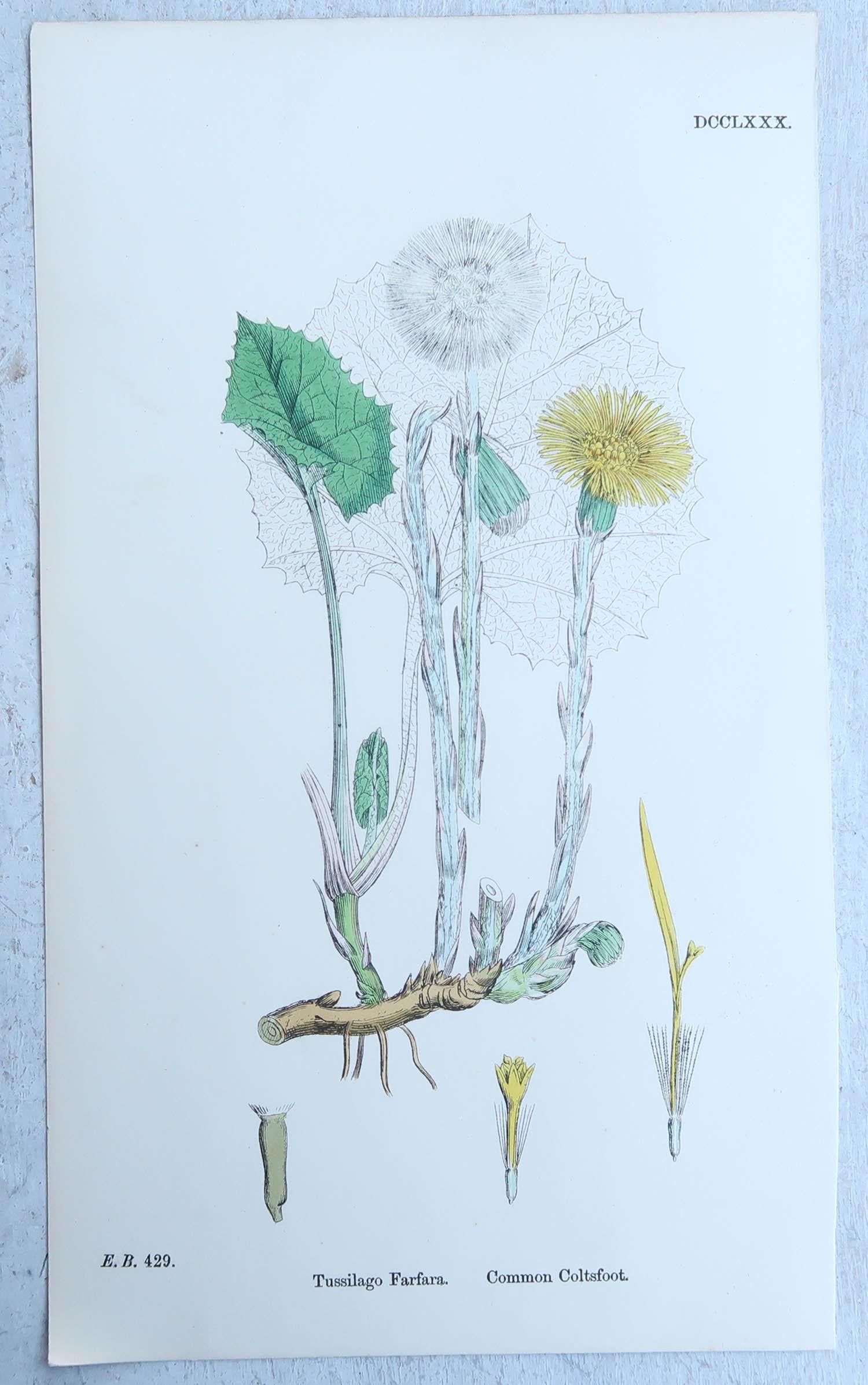 Set of 16 Original Antique Botanical Prints, circa 1850 1
